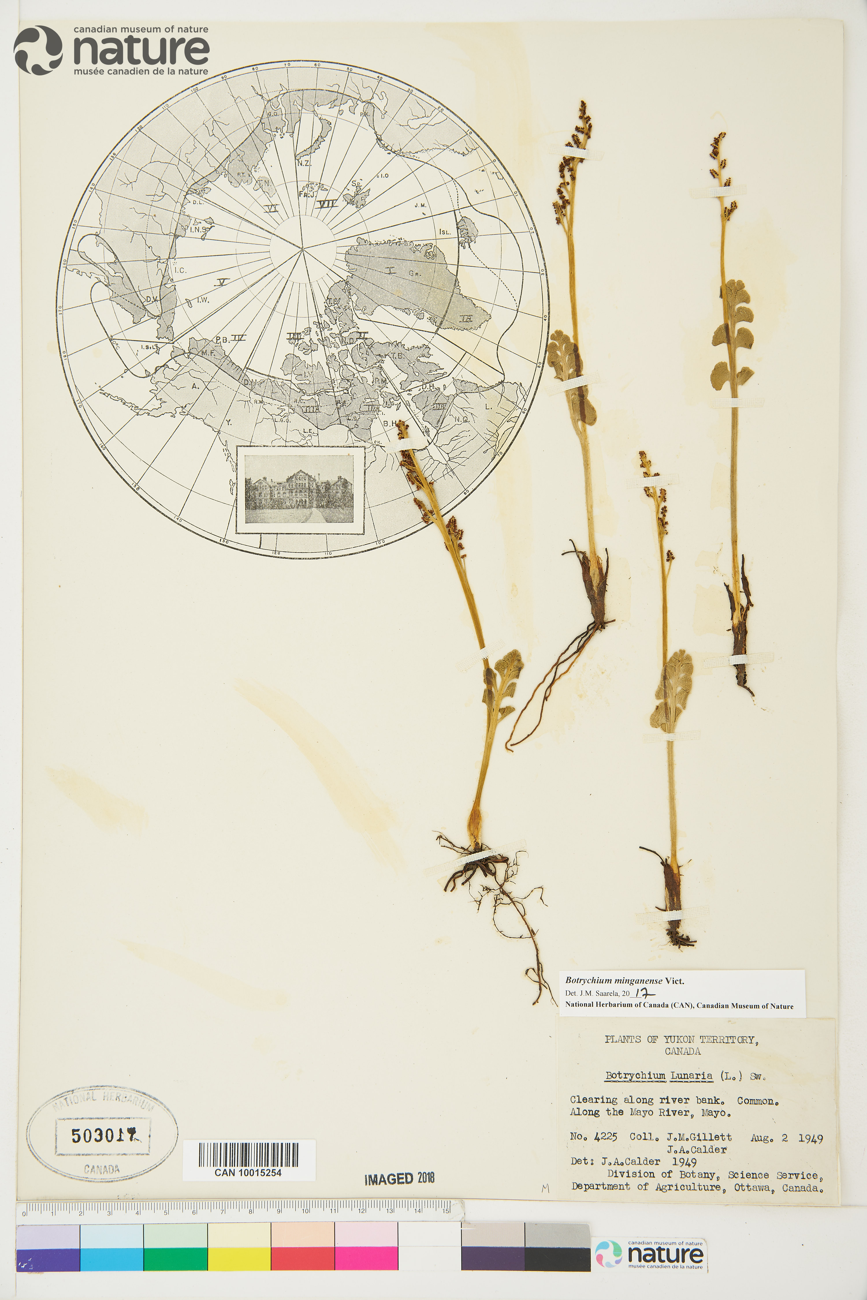 Botrychium minganense image