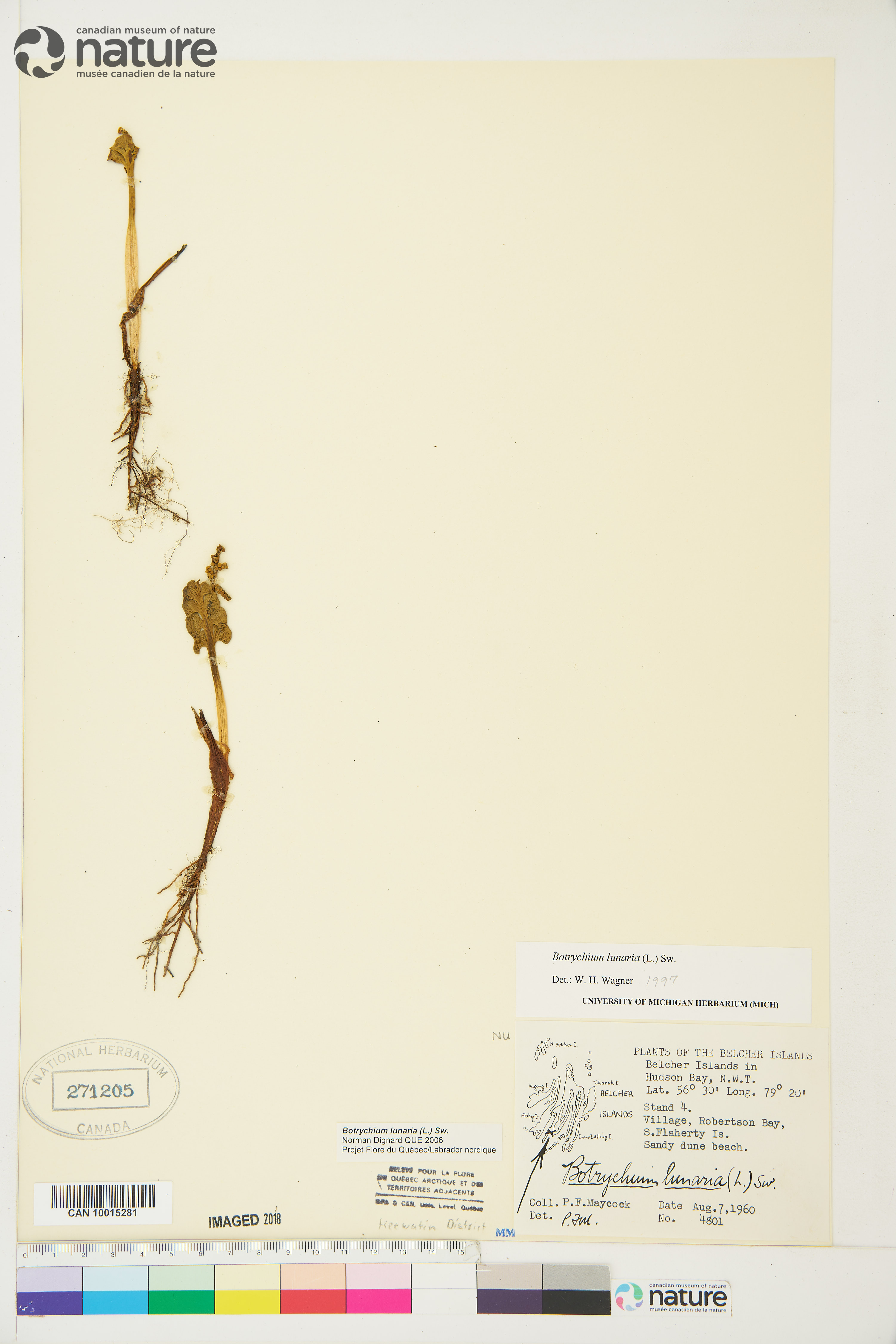 Botrychium neolunaria image