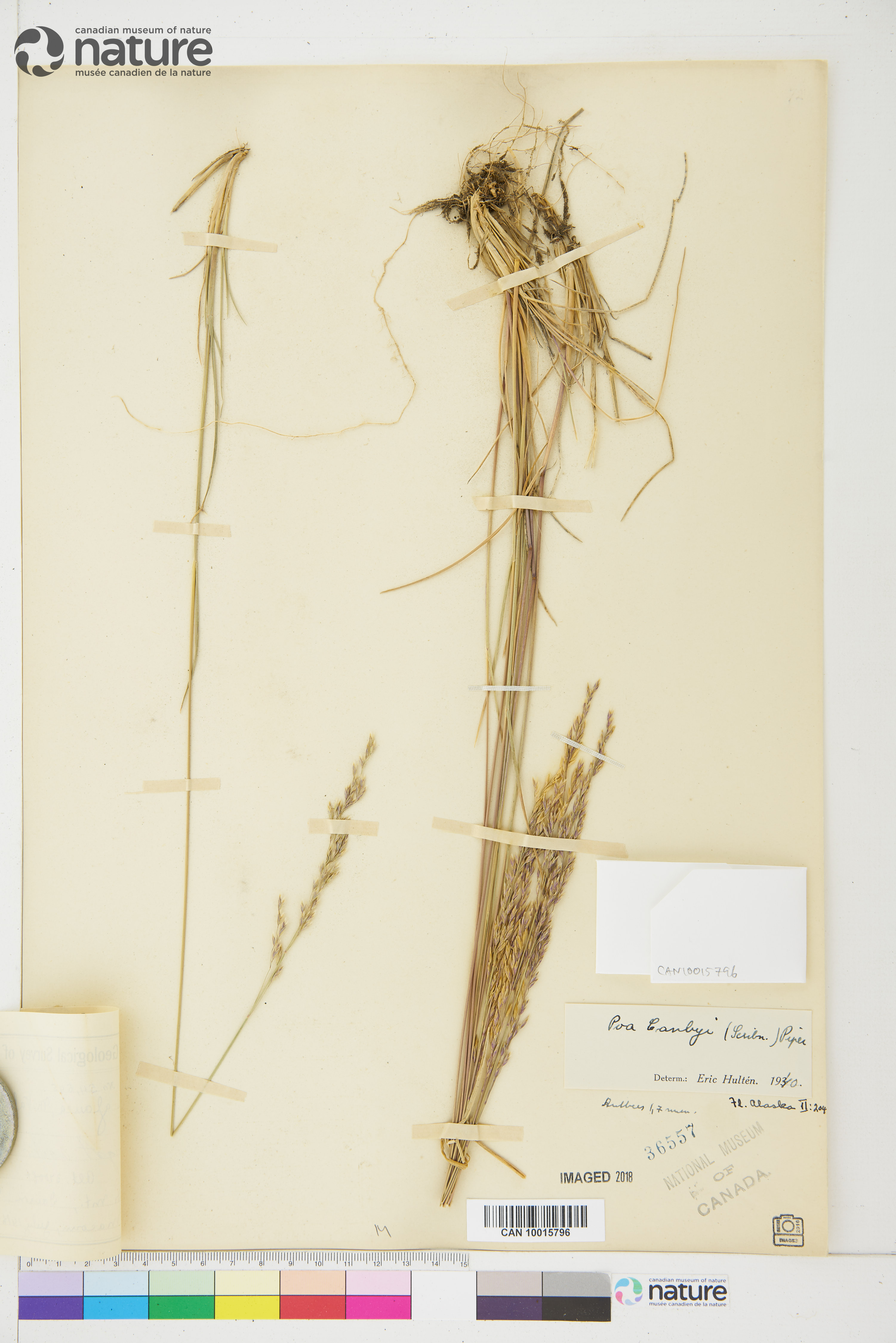 Poa secunda var. secunda image