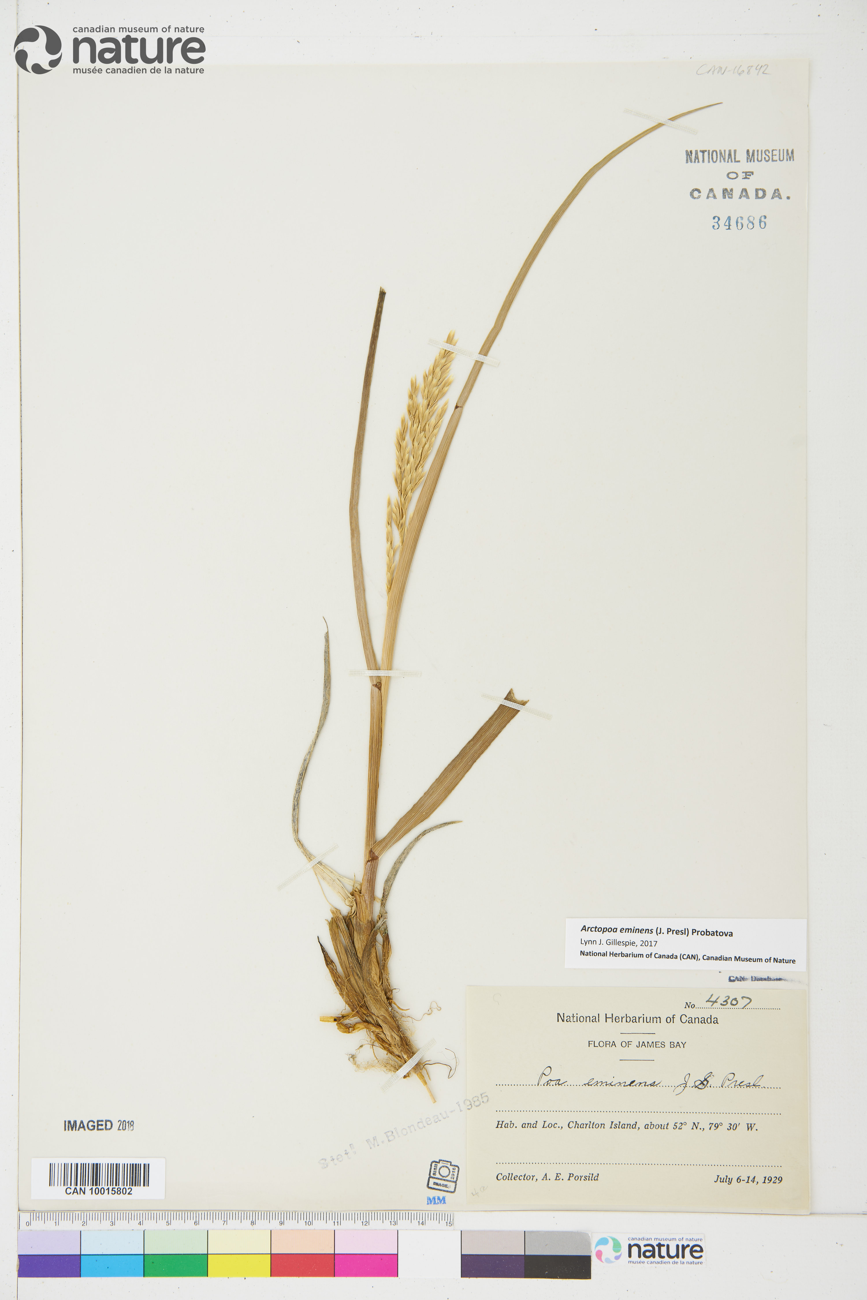 Arctopoa eminens image