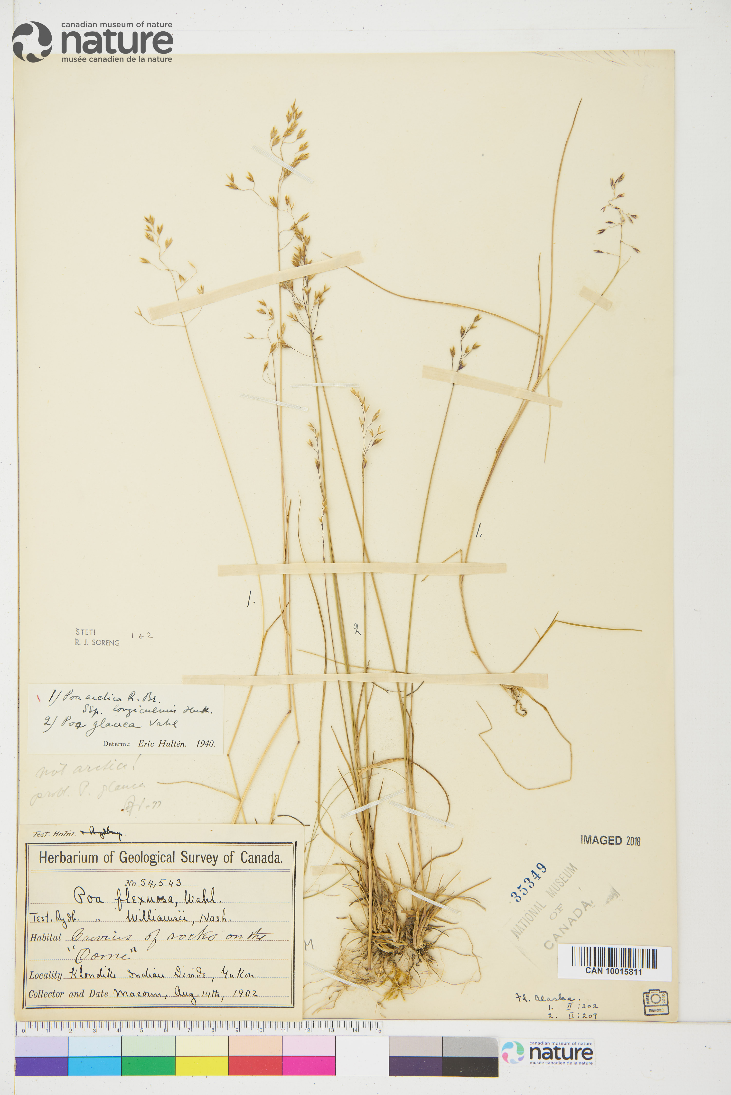 Poa arctica subsp. longiculmis image