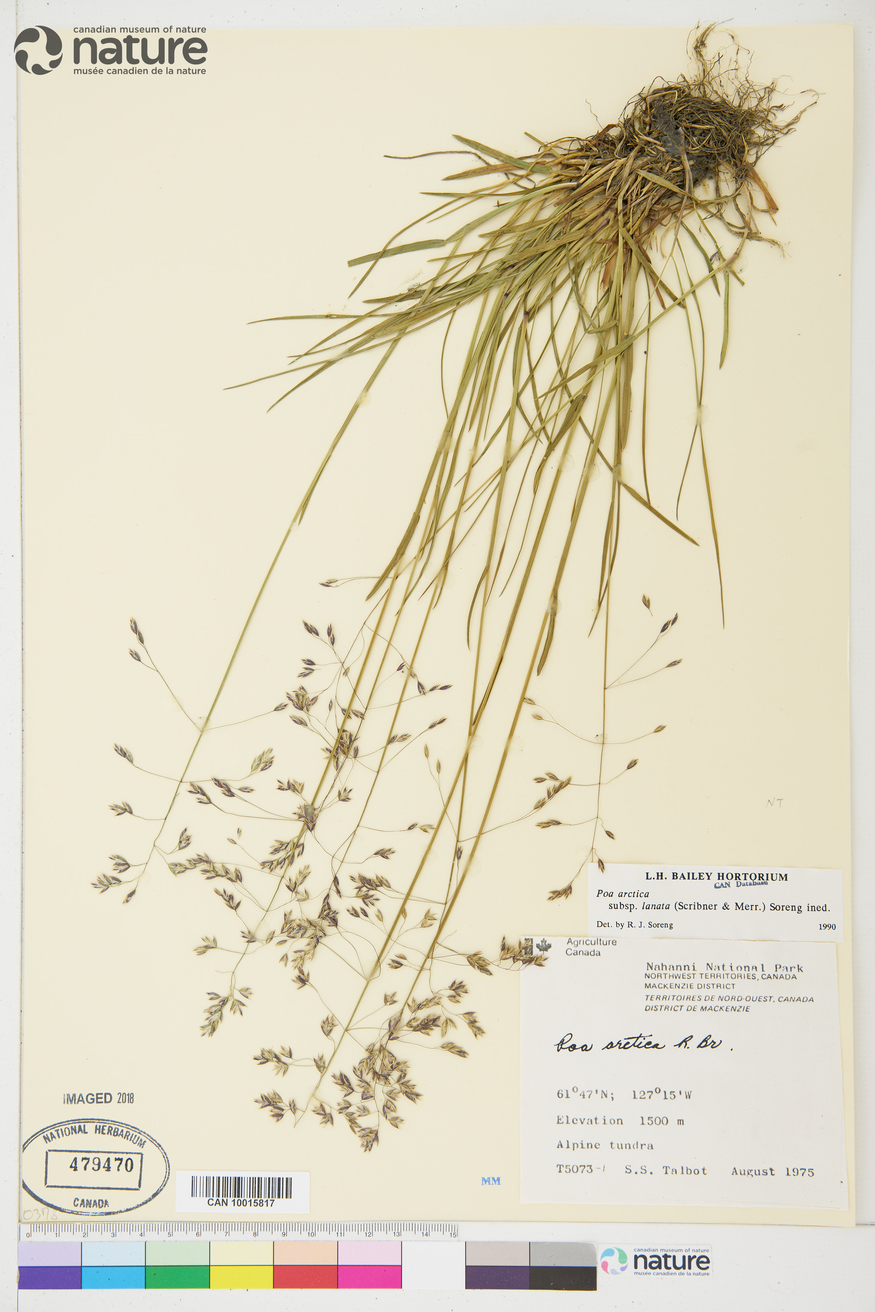 Poa arctica subsp. lanata image