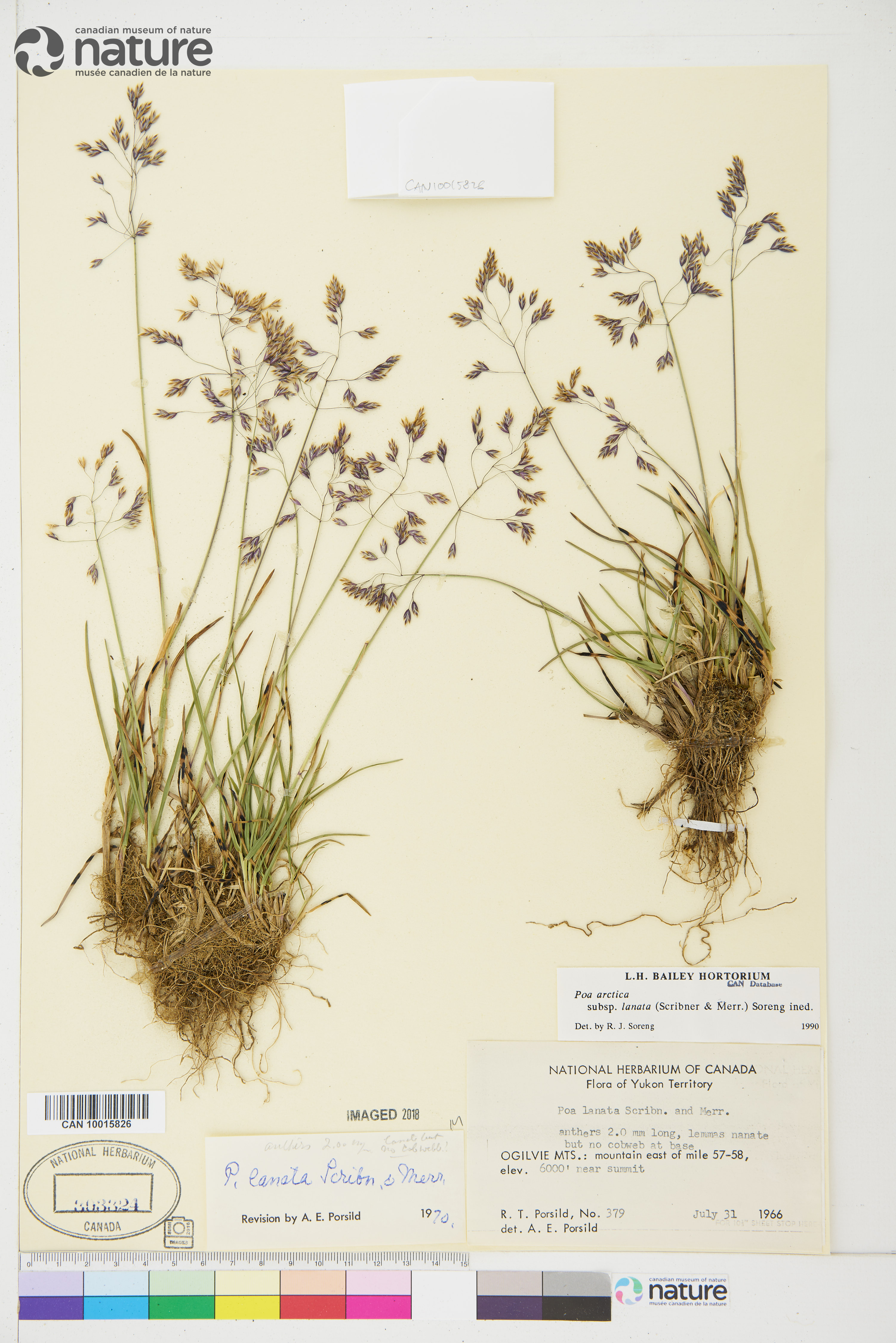 Poa arctica subsp. lanata image
