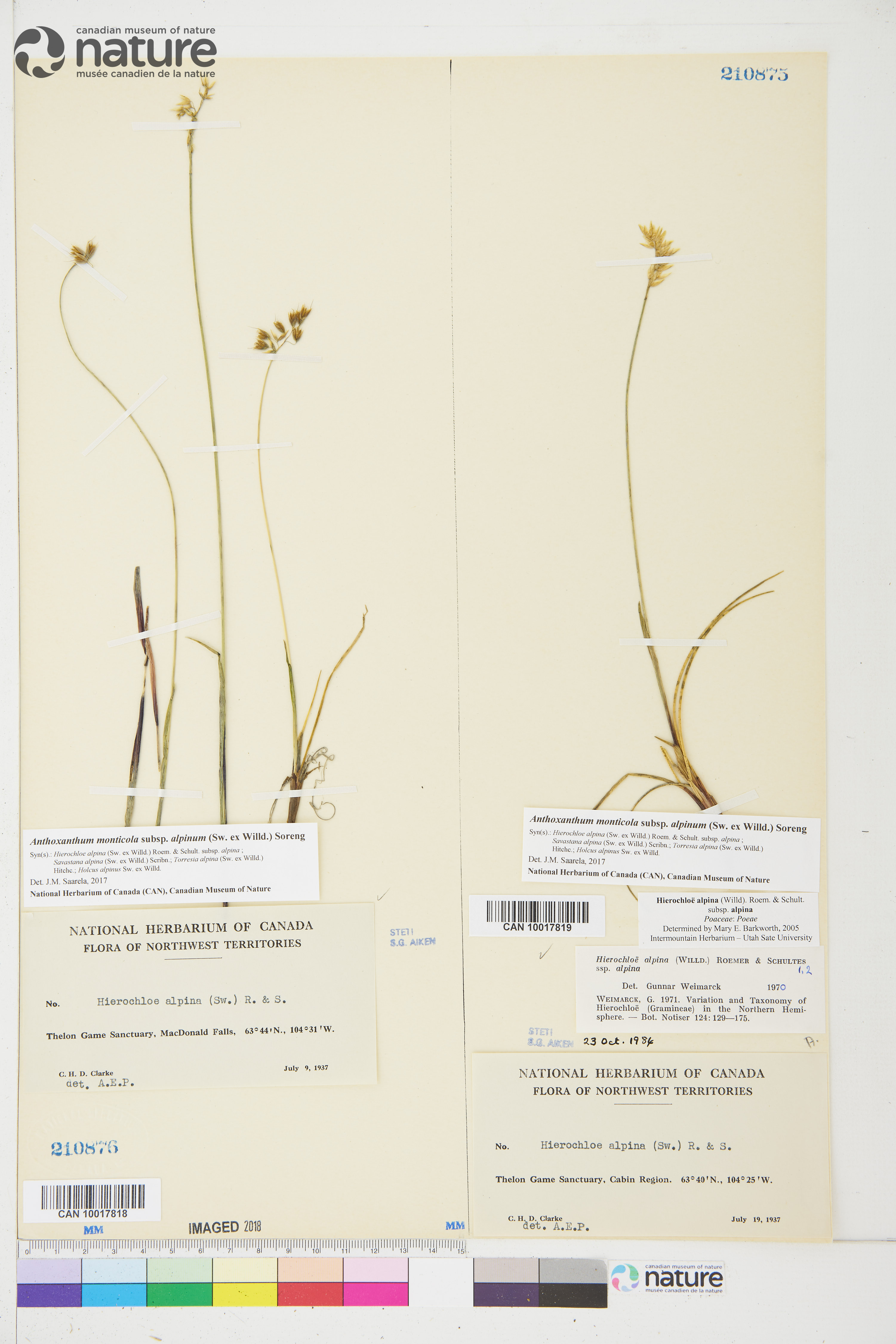 Anthoxanthum monticola image