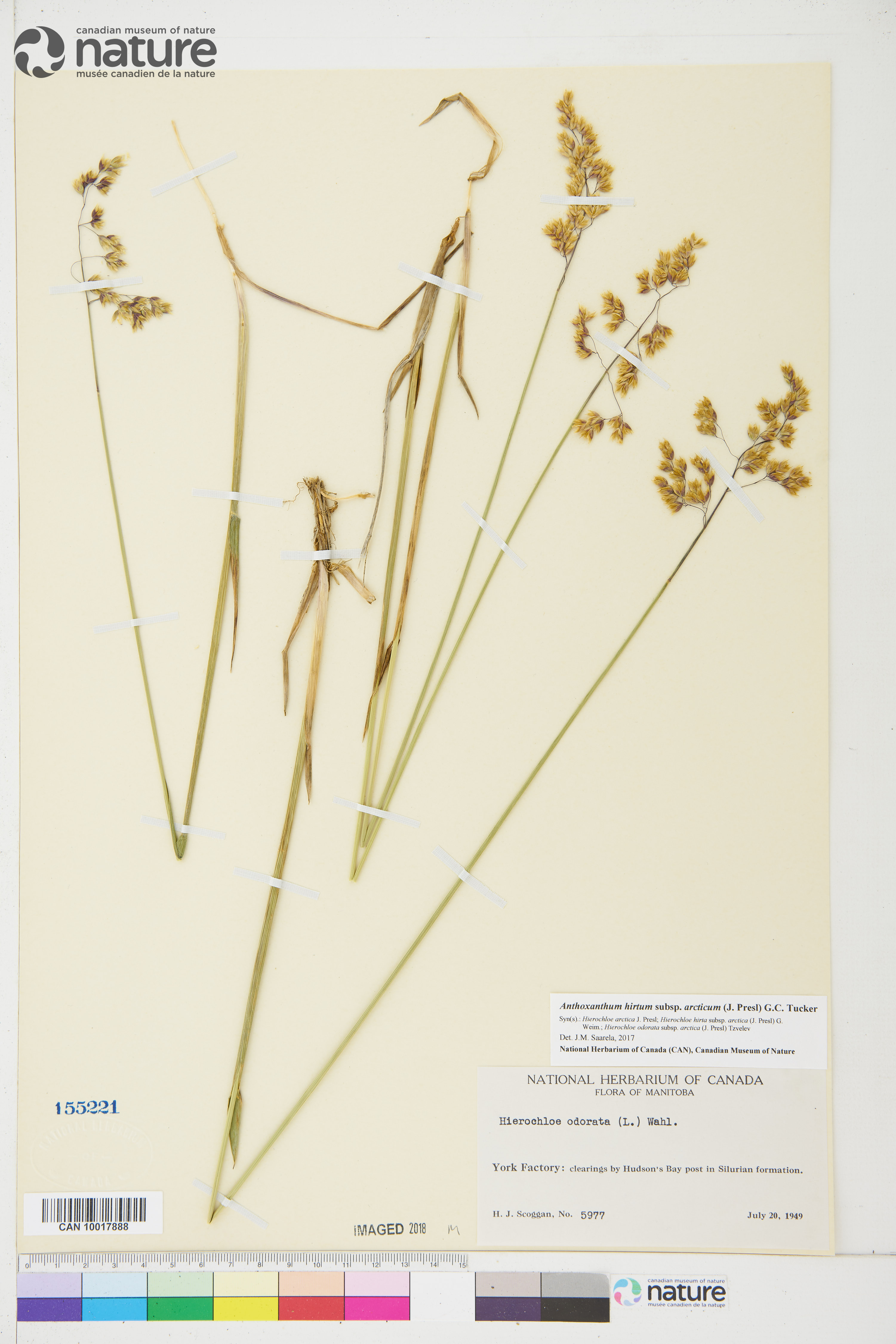 Anthoxanthum hirtum subsp. arcticum image