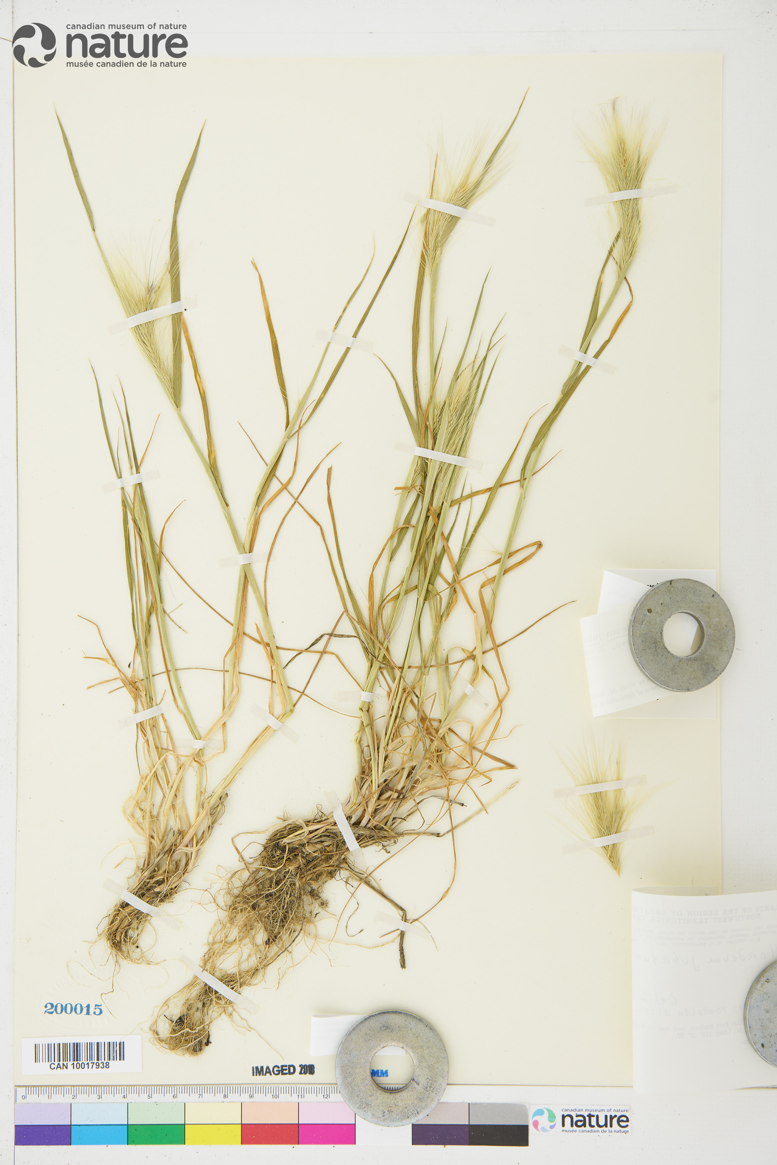 Hordeum jubatum subsp. intermedium image