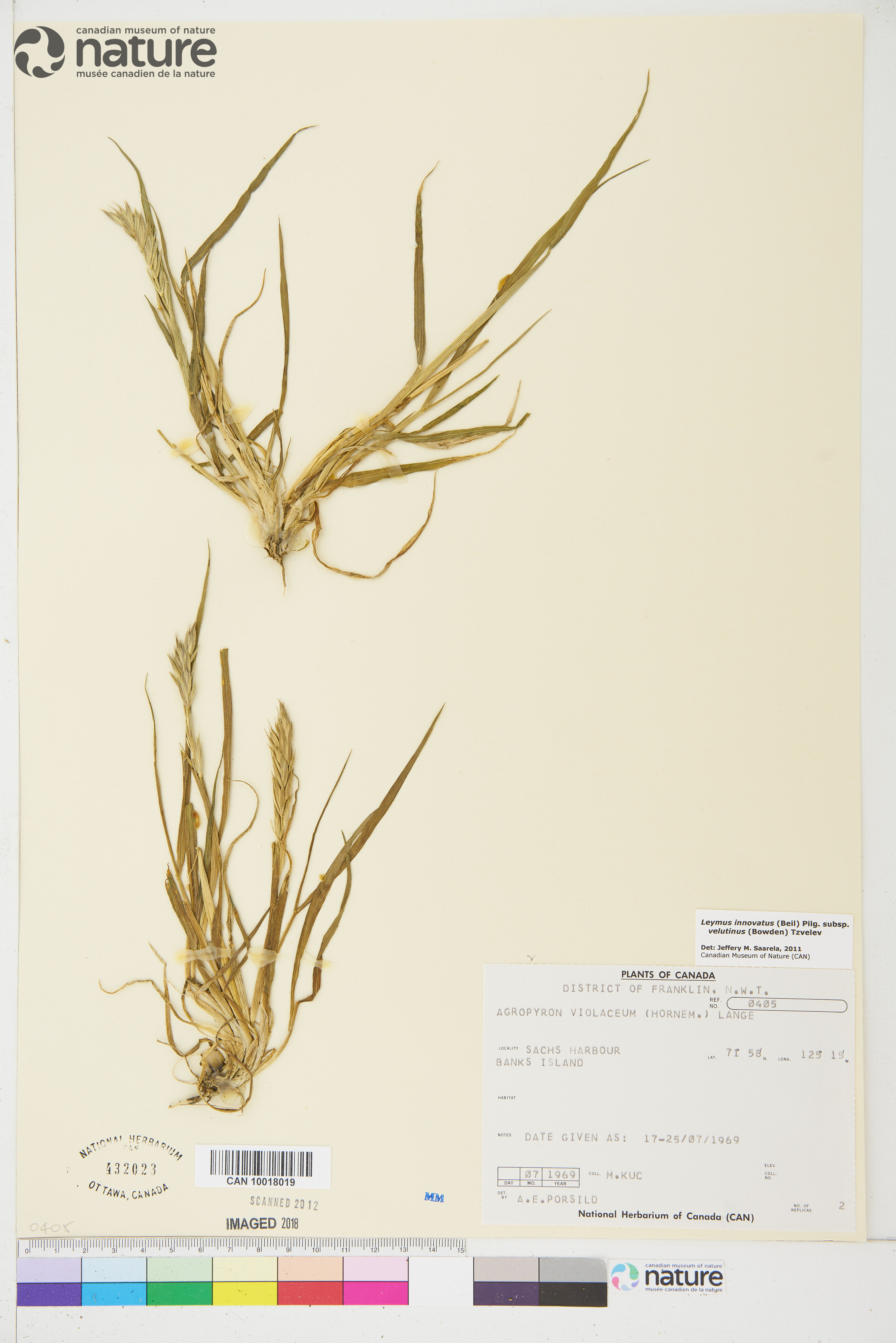 Leymus innovatus subsp. velutinus image