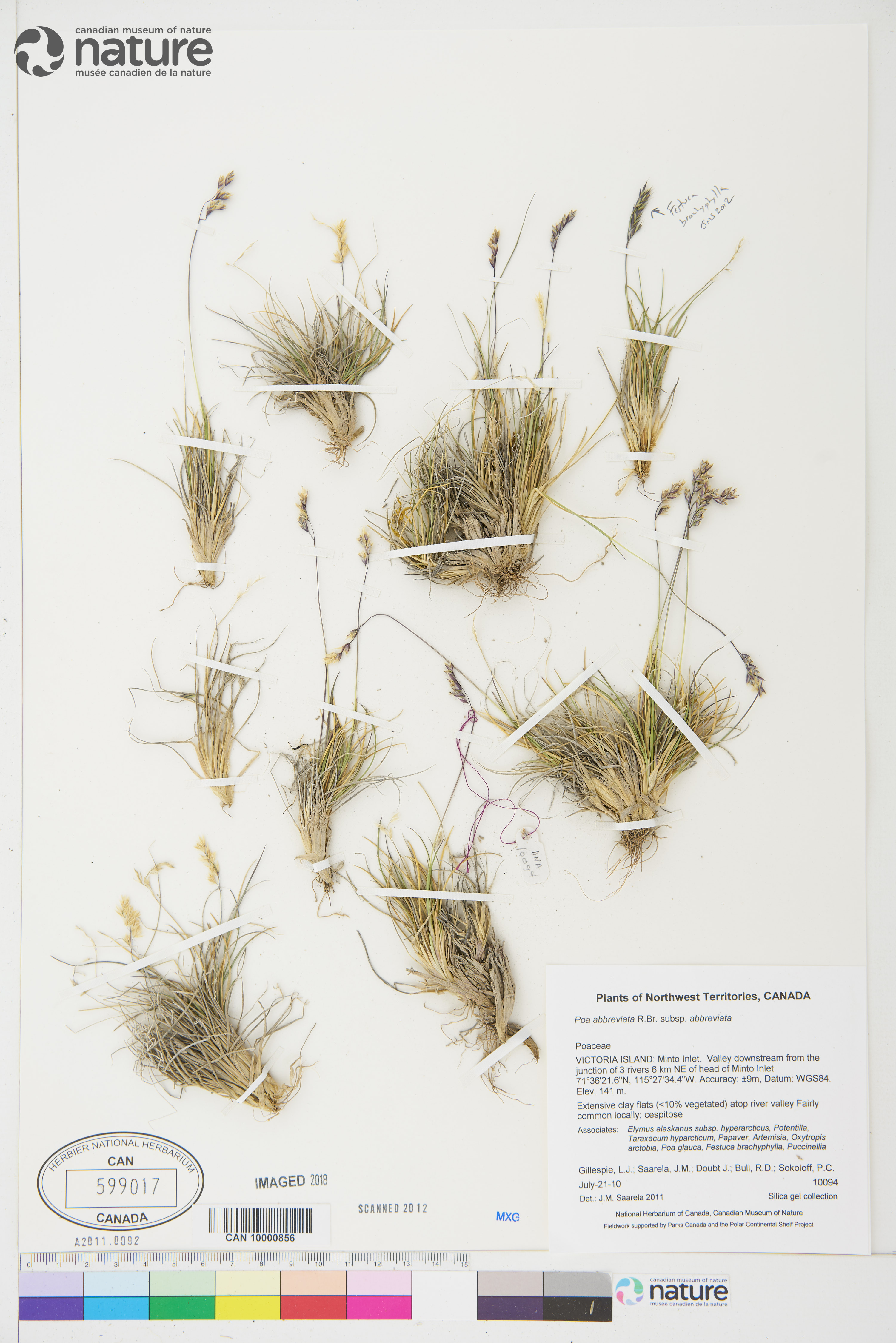 Poa abbreviata subsp. abbreviata image
