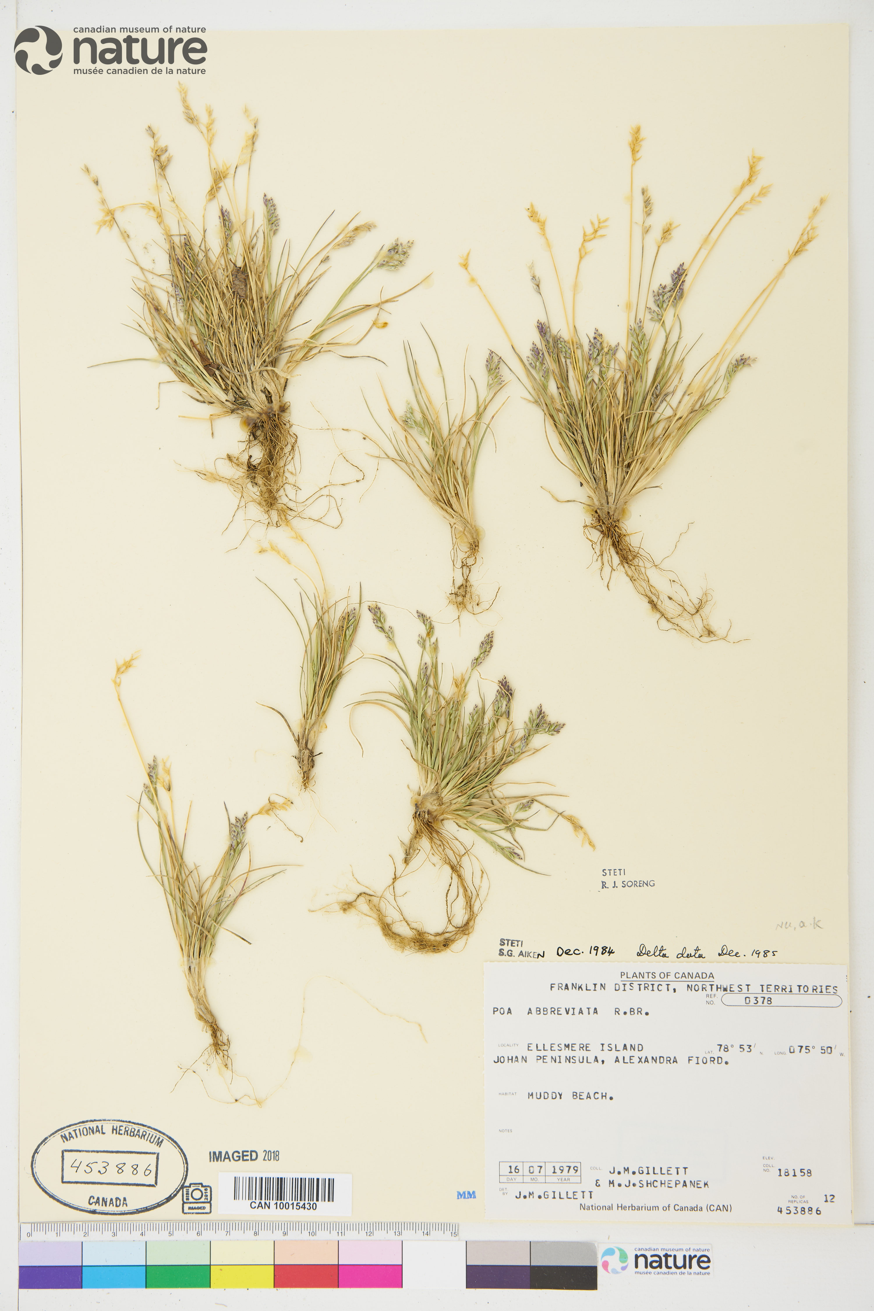 Poa abbreviata image
