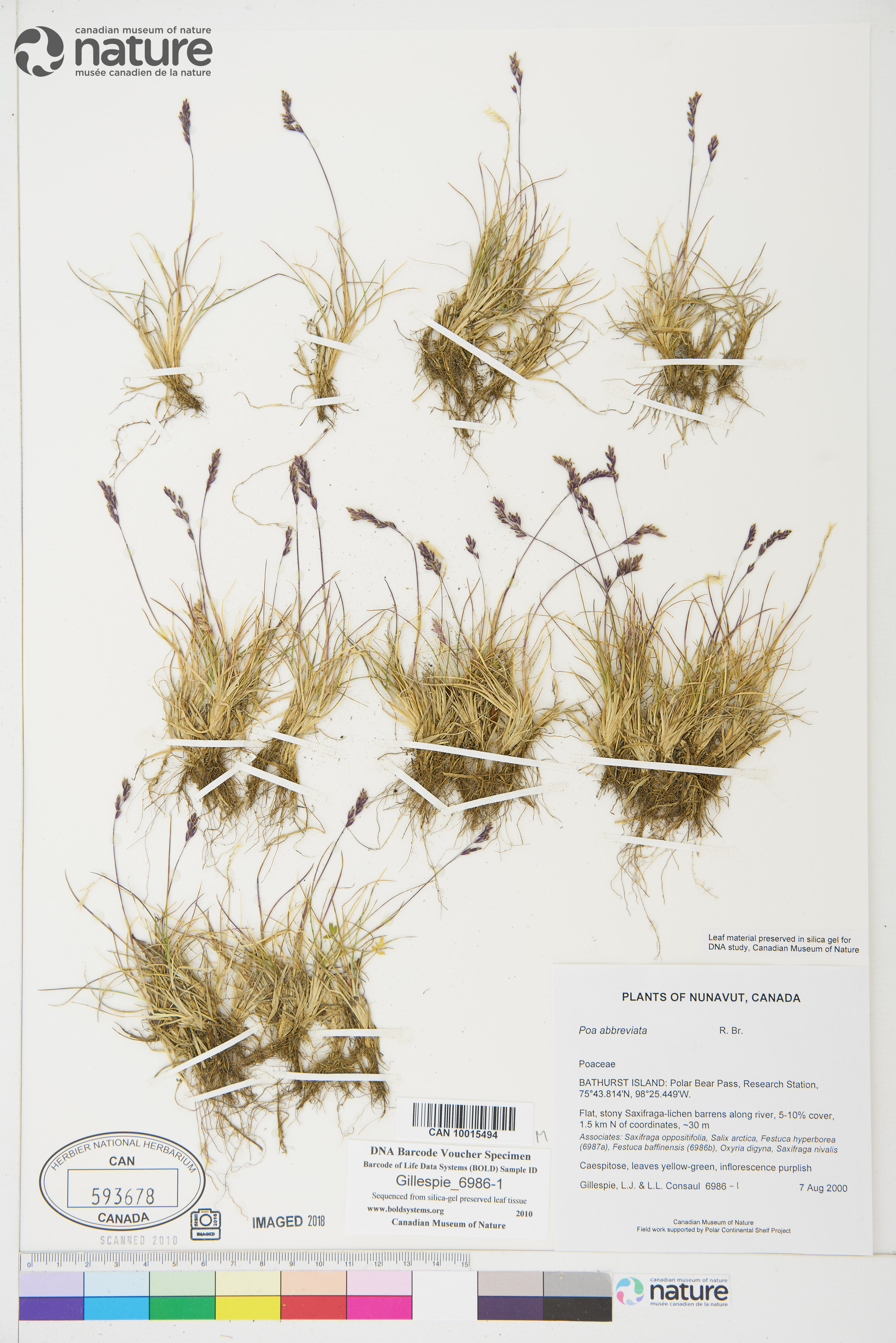 Poa abbreviata image