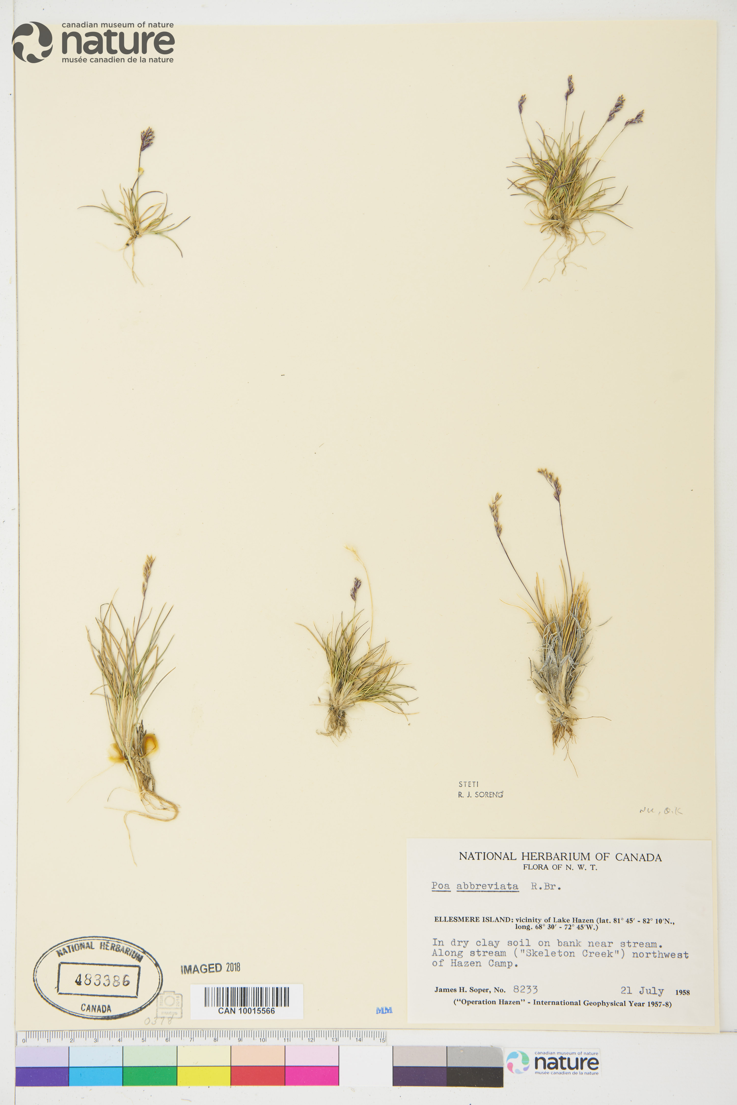 Poa abbreviata image