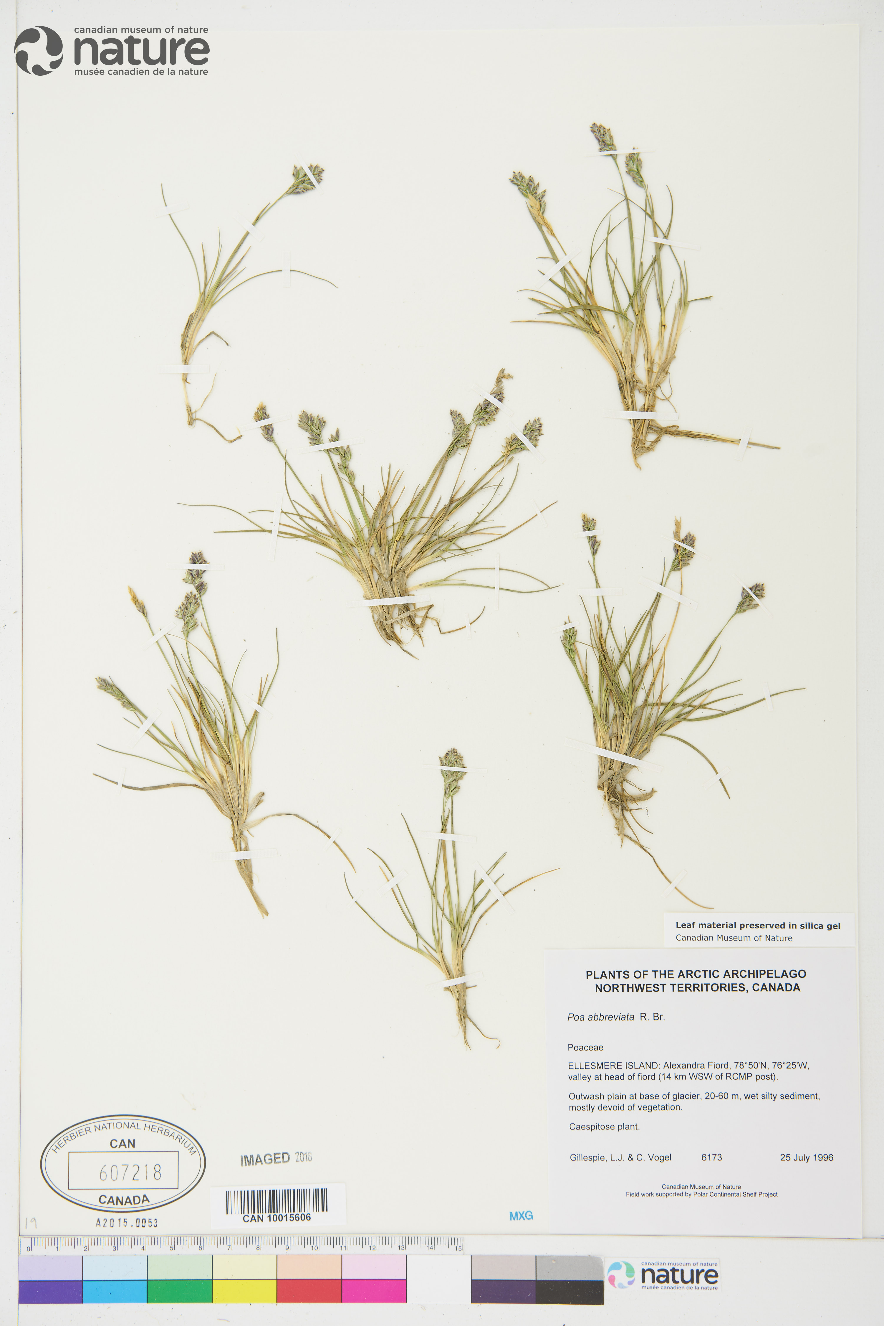 Poa abbreviata image