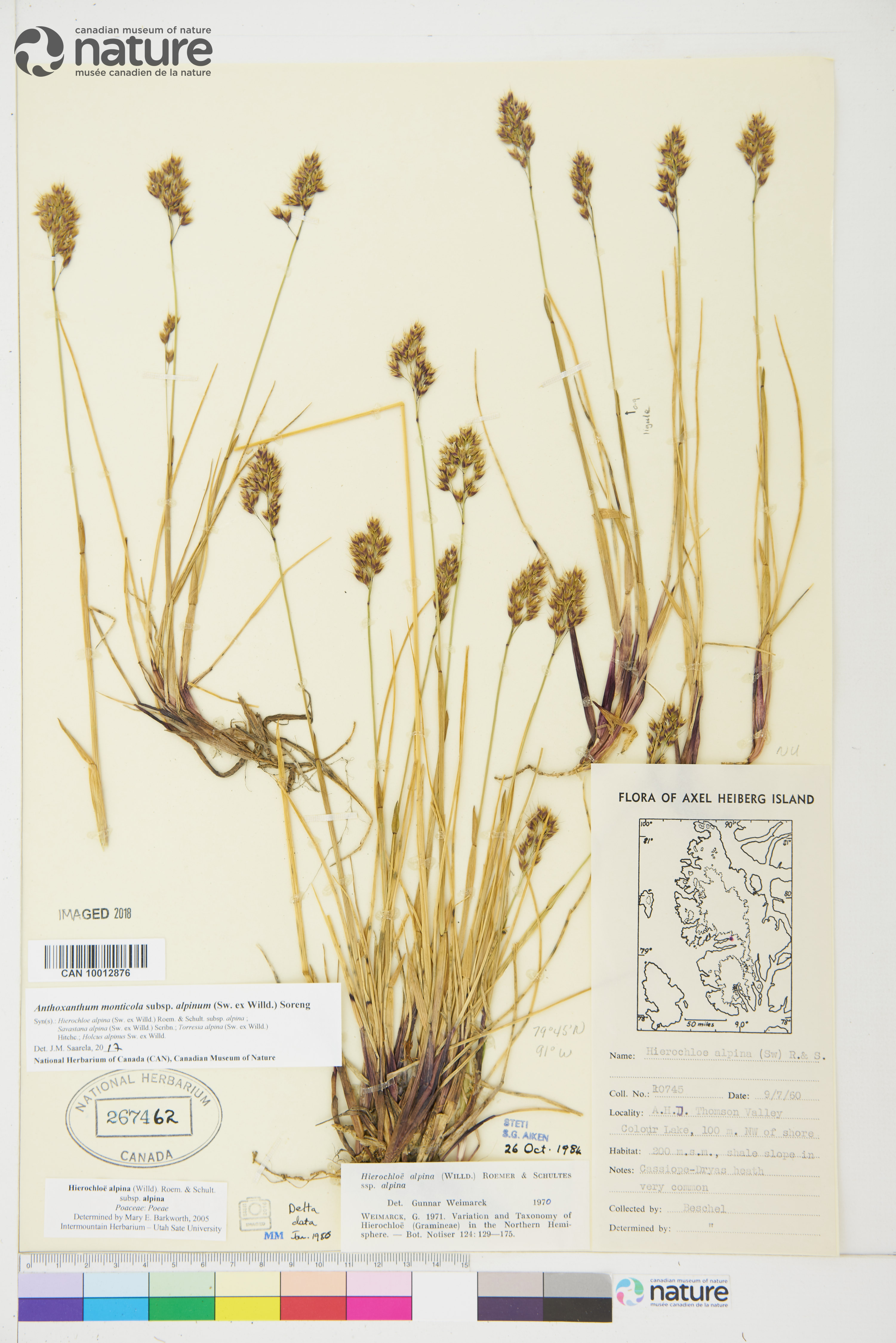 Anthoxanthum monticola subsp. alpinum image