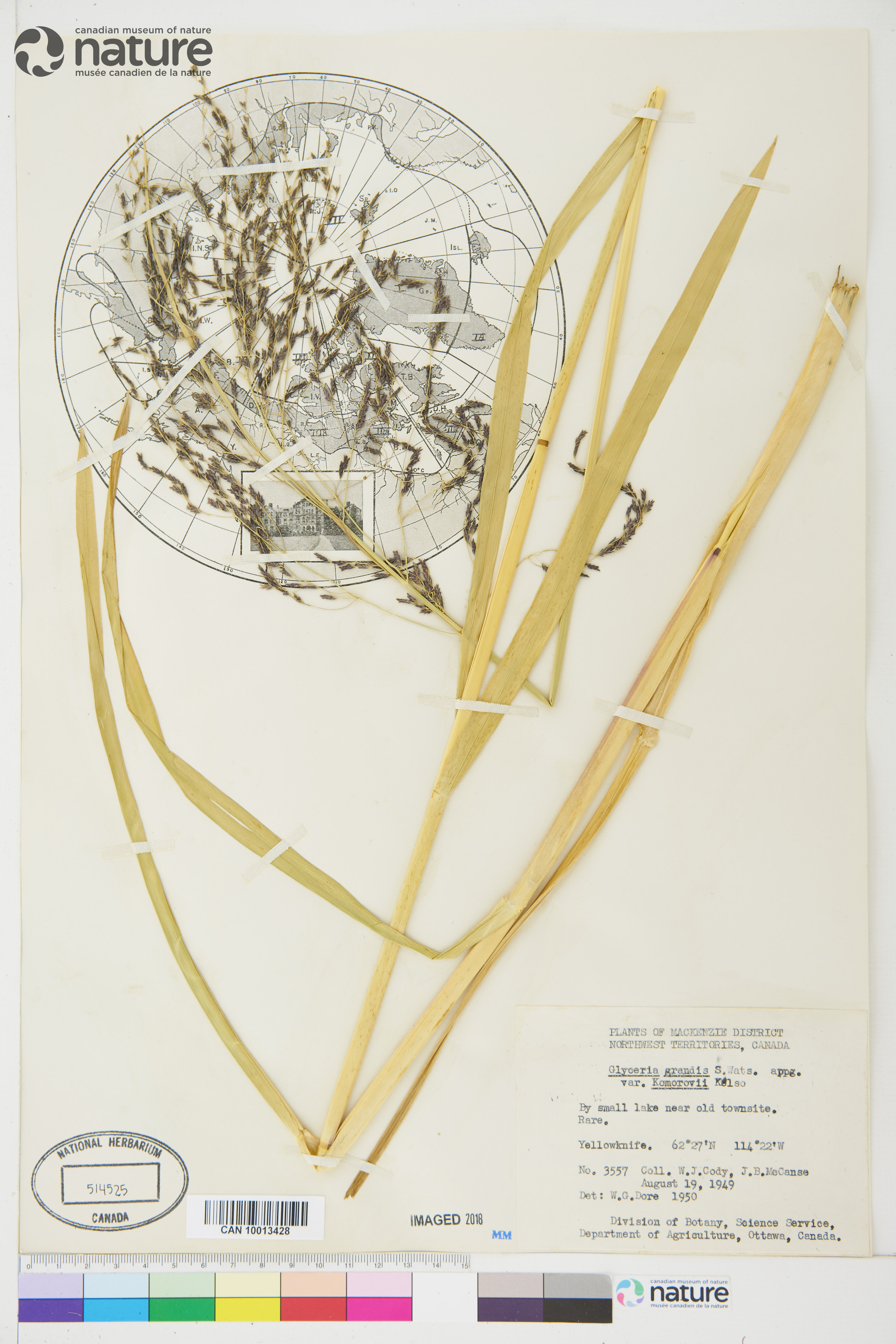 Glyceria grandis var. komarovii image