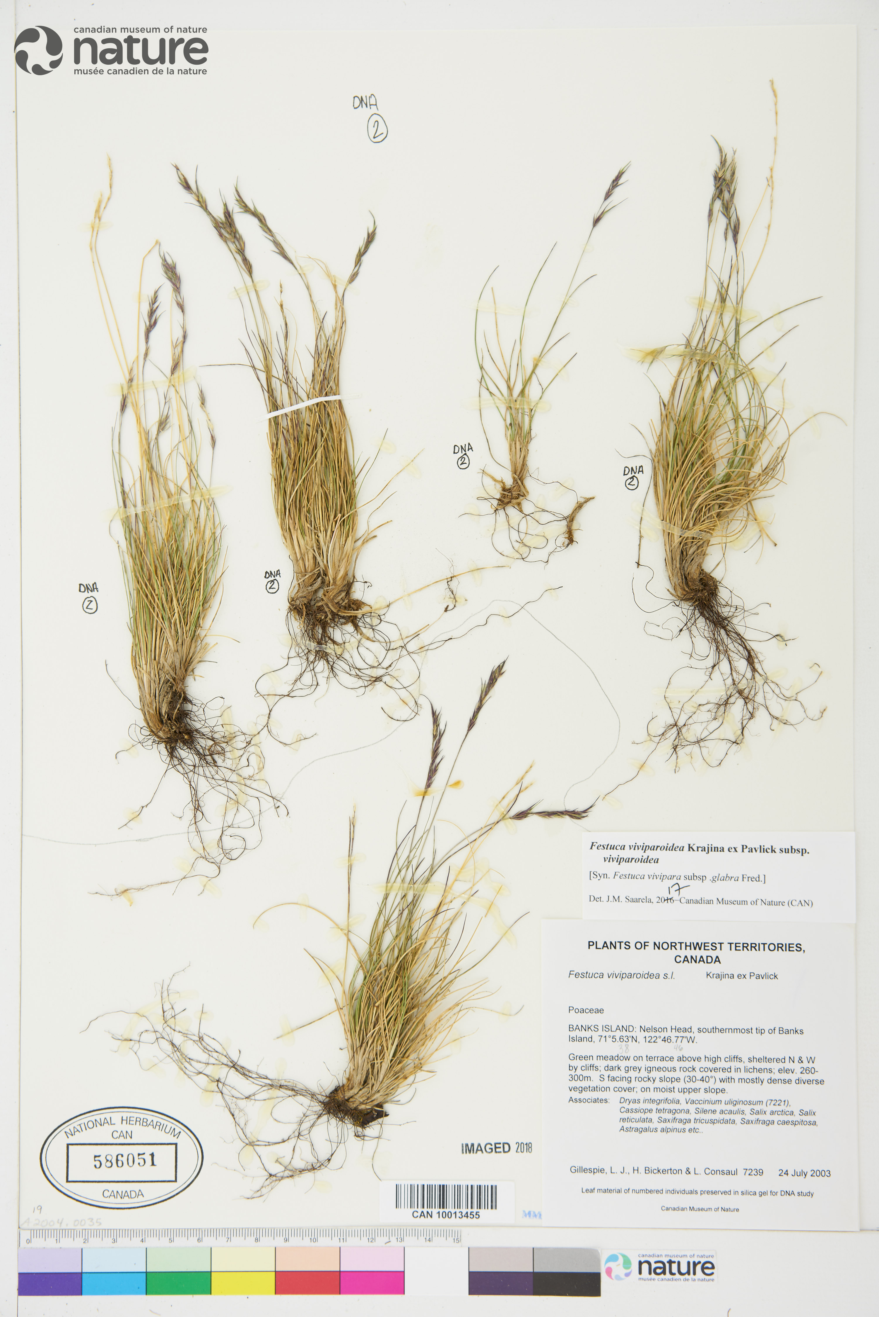 Festuca viviparoidea image