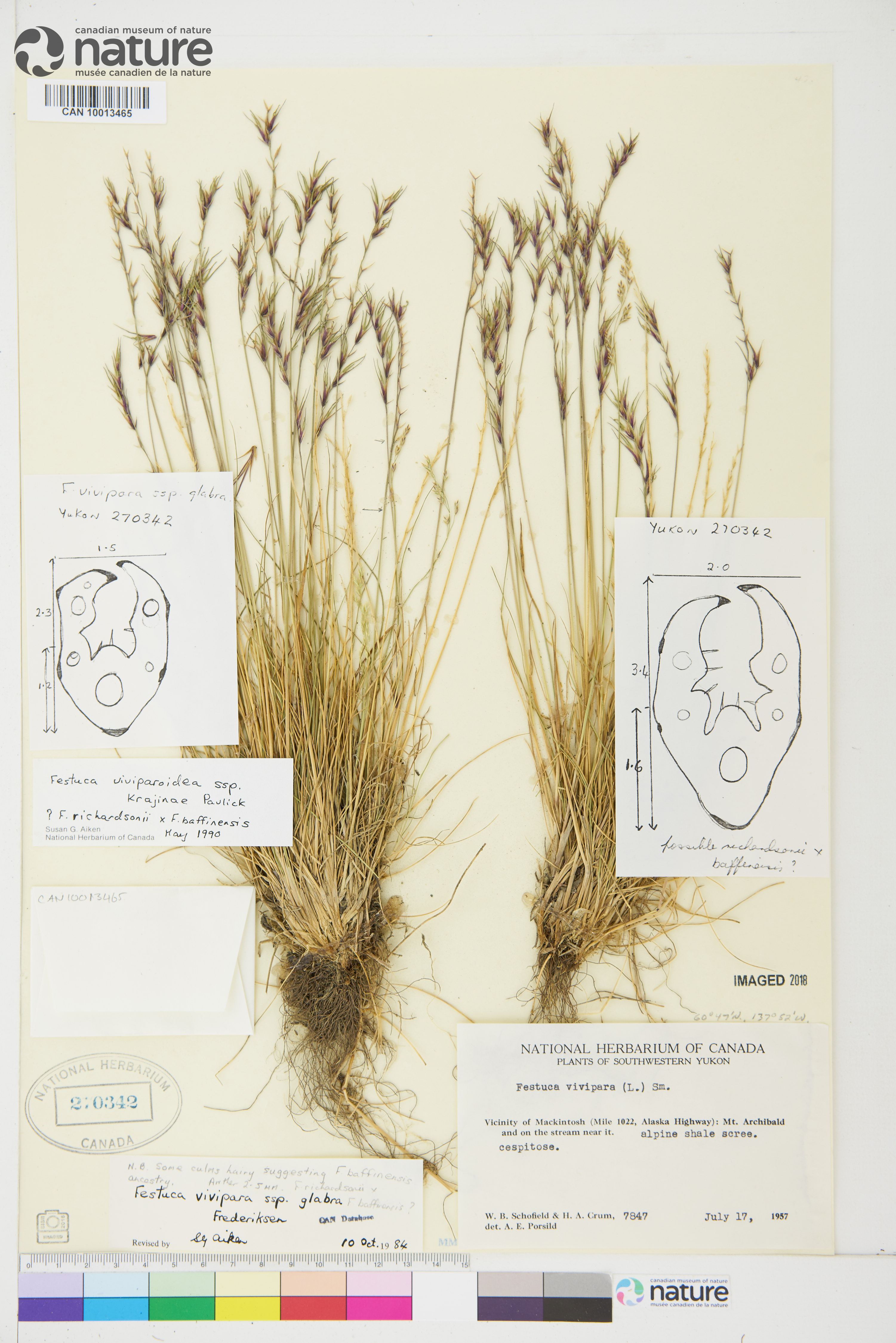 Festuca viviparoidea subsp. krajinae image