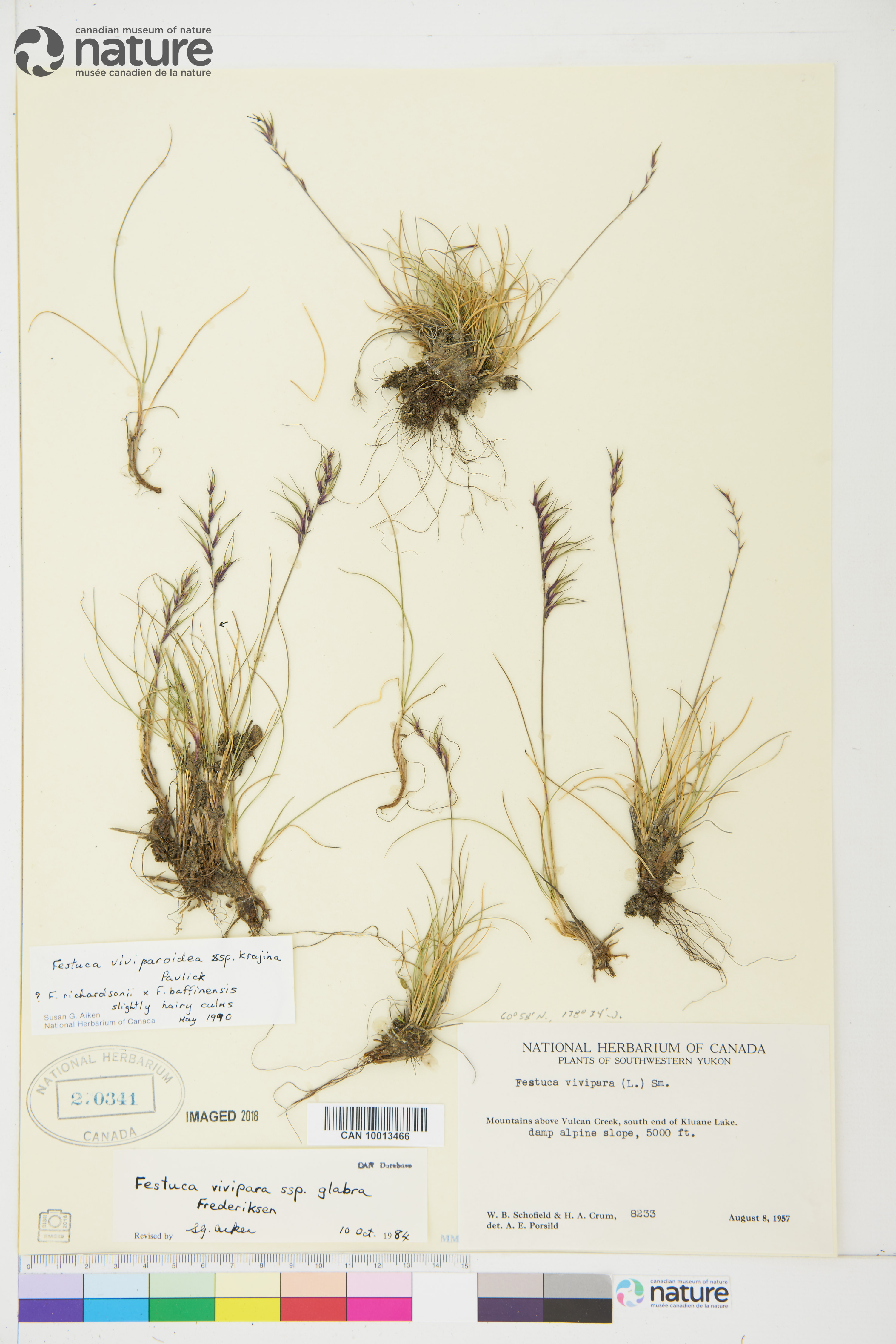 Festuca viviparoidea subsp. krajinae image