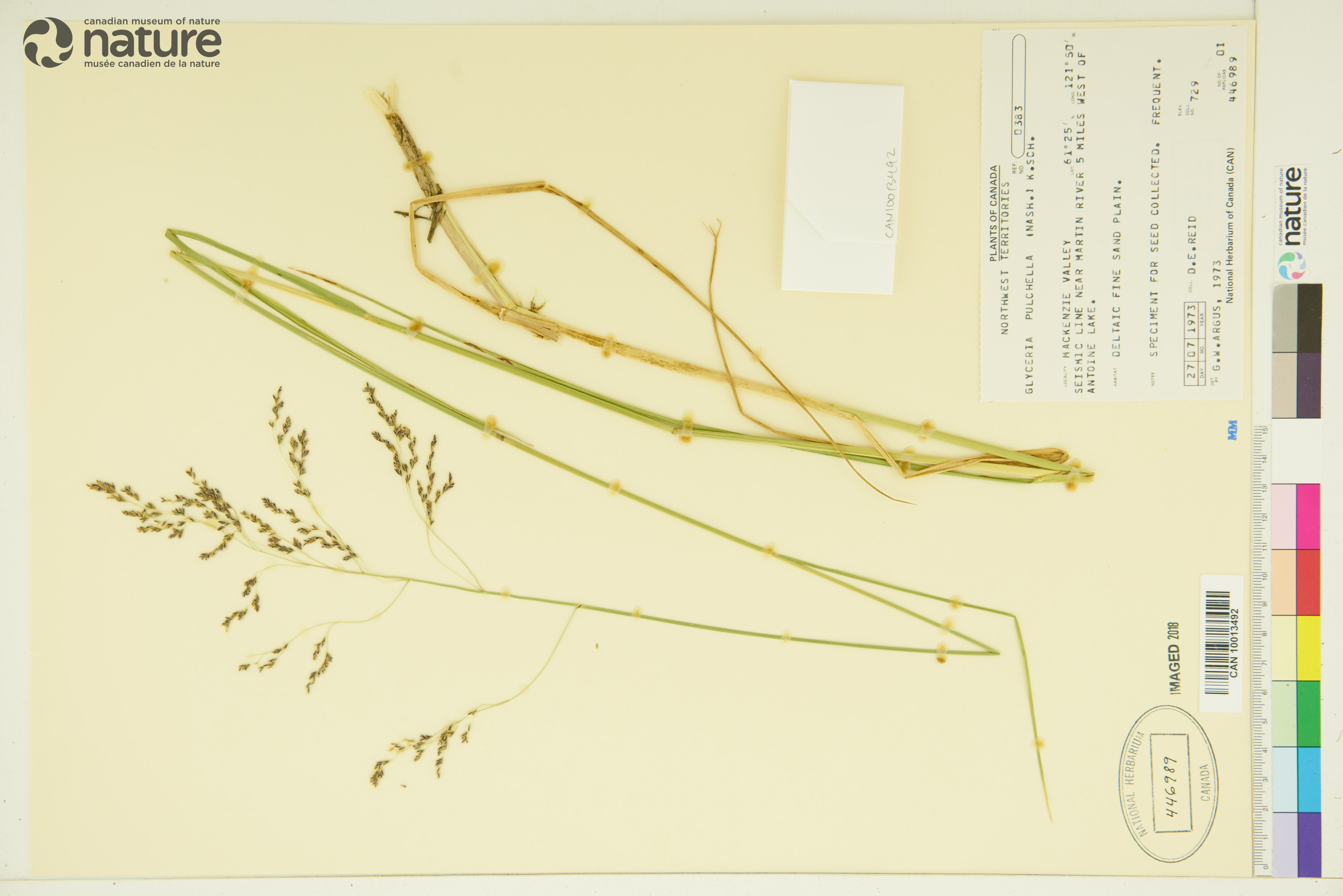 Glyceria pulchella image