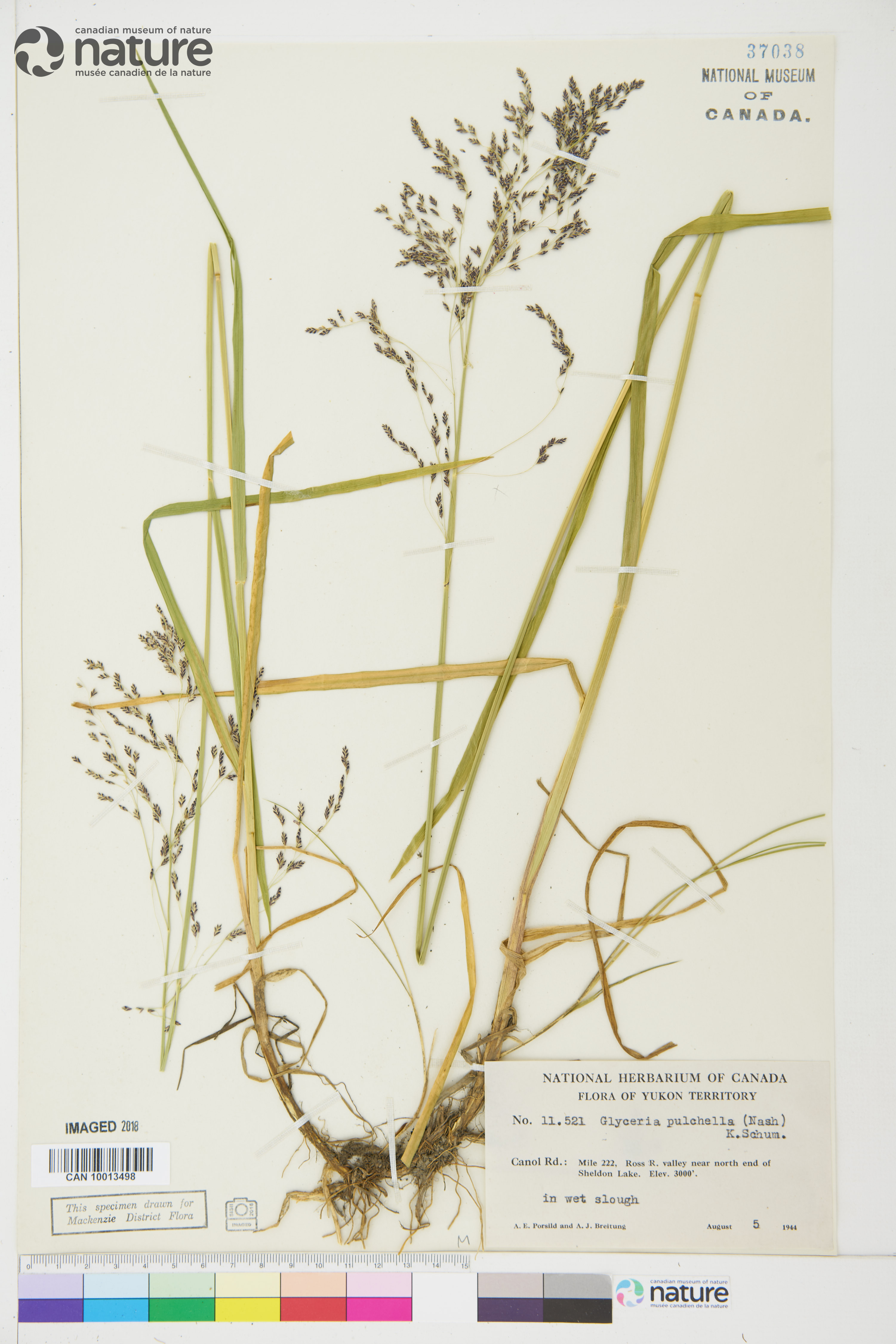 Glyceria pulchella image