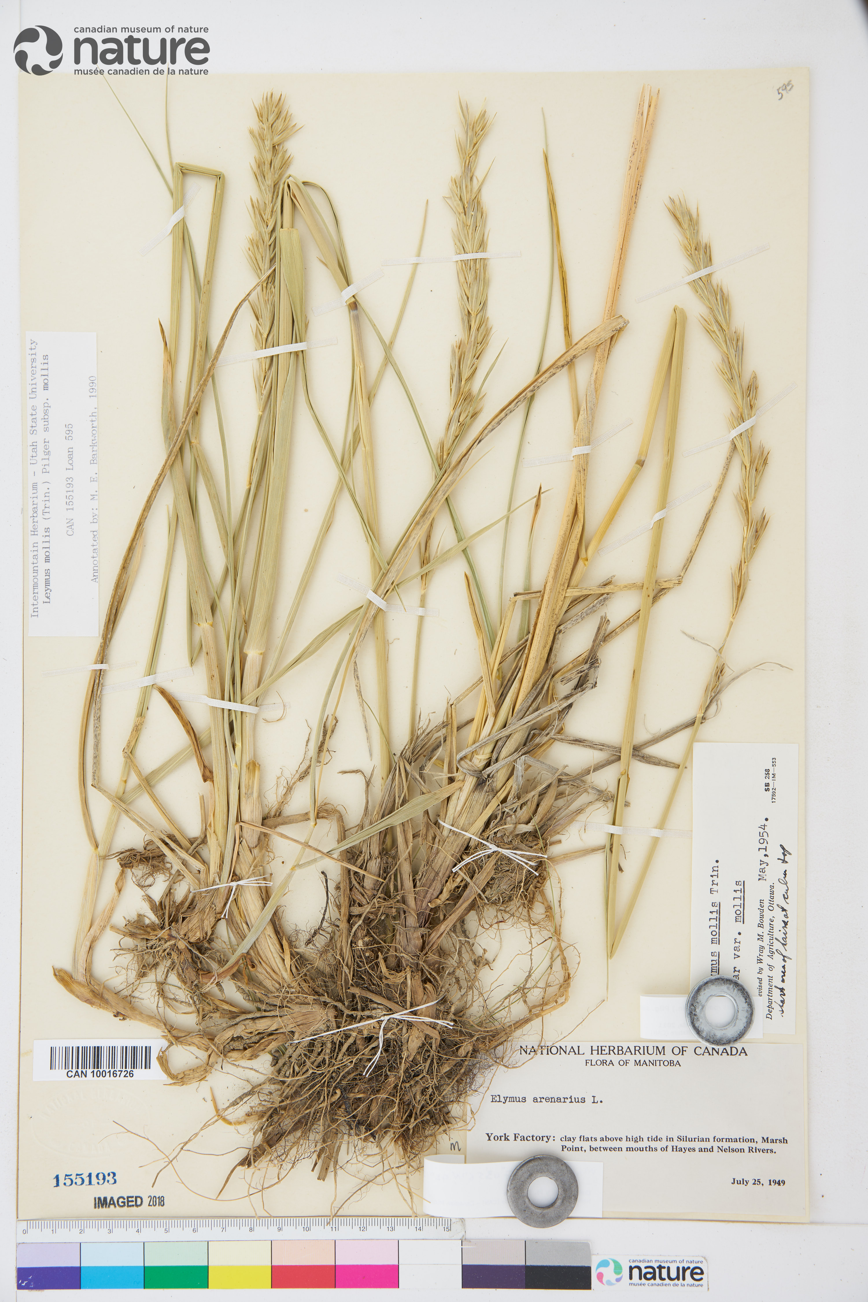 Leymus mollis subsp. mollis image