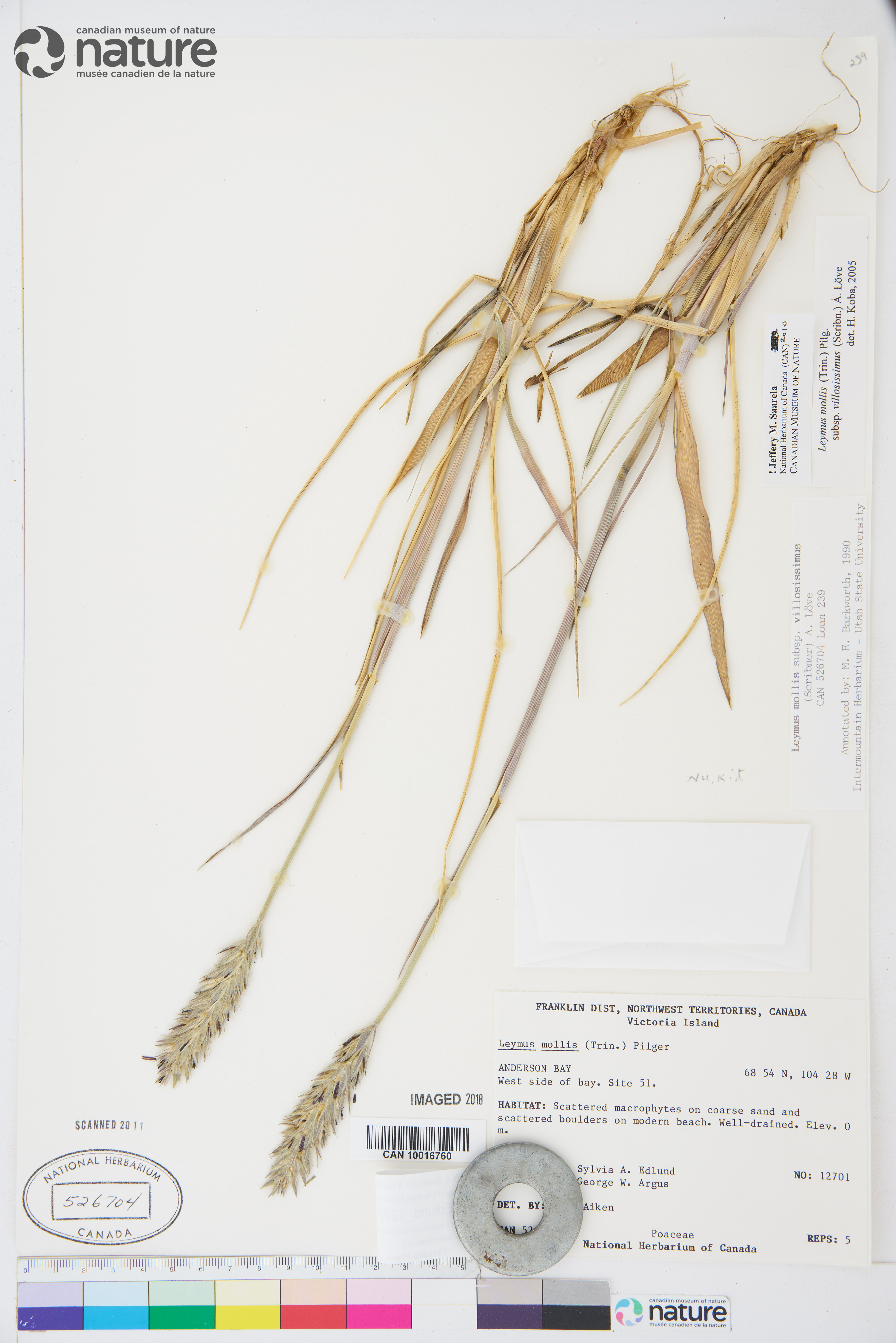 Leymus mollis subsp. villosissimus image