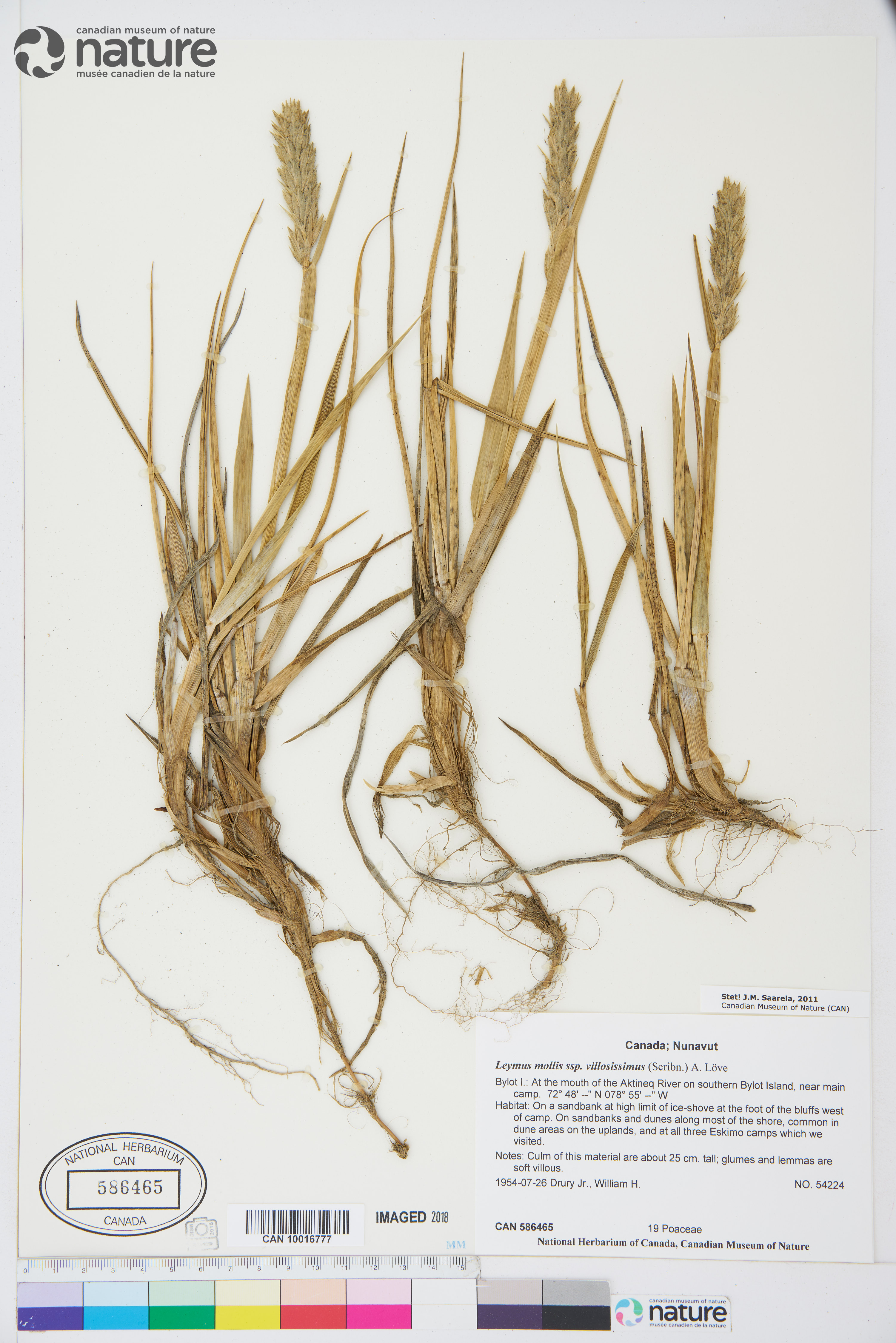 Leymus mollis subsp. villosissimus image