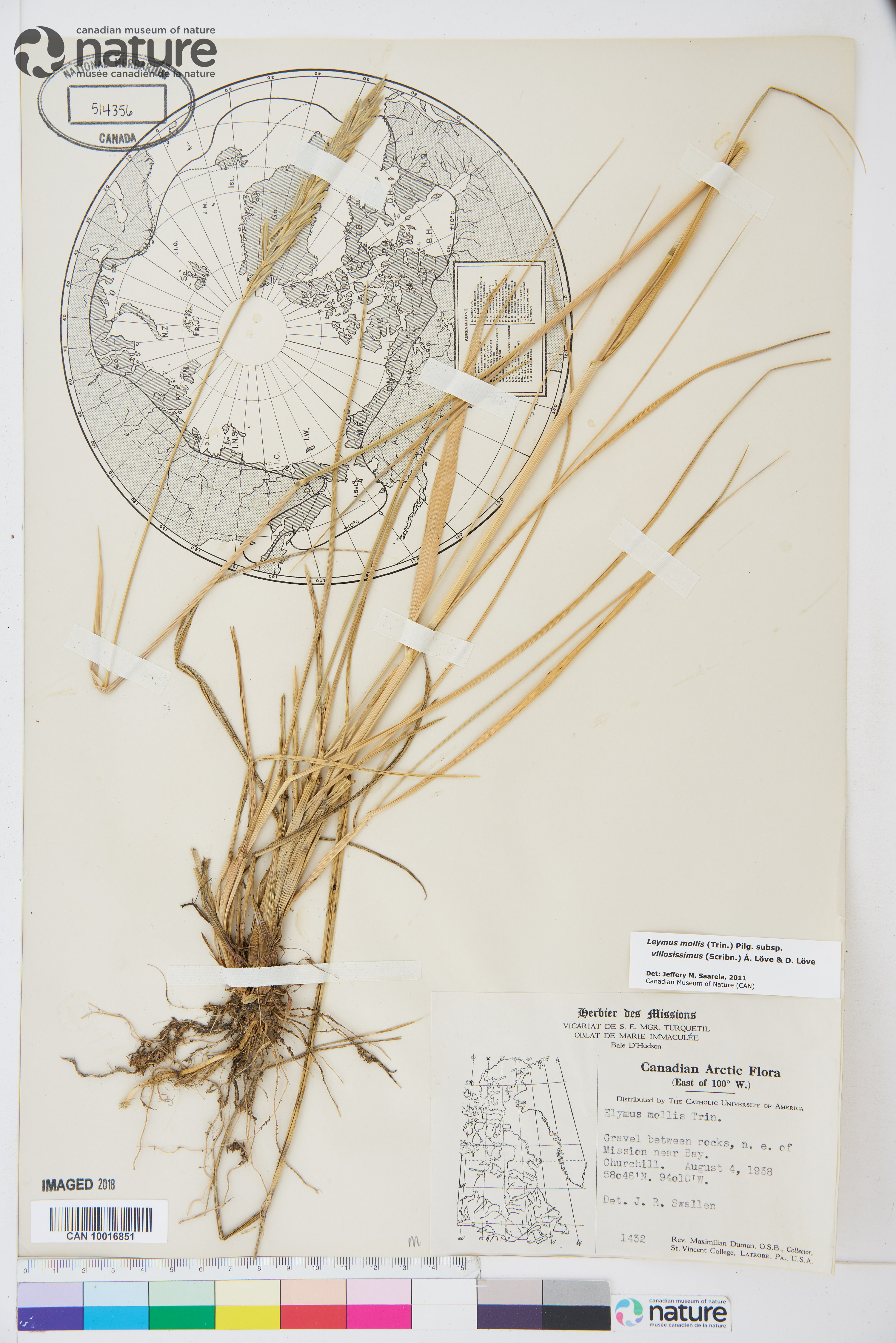 Leymus mollis subsp. villosissimus image