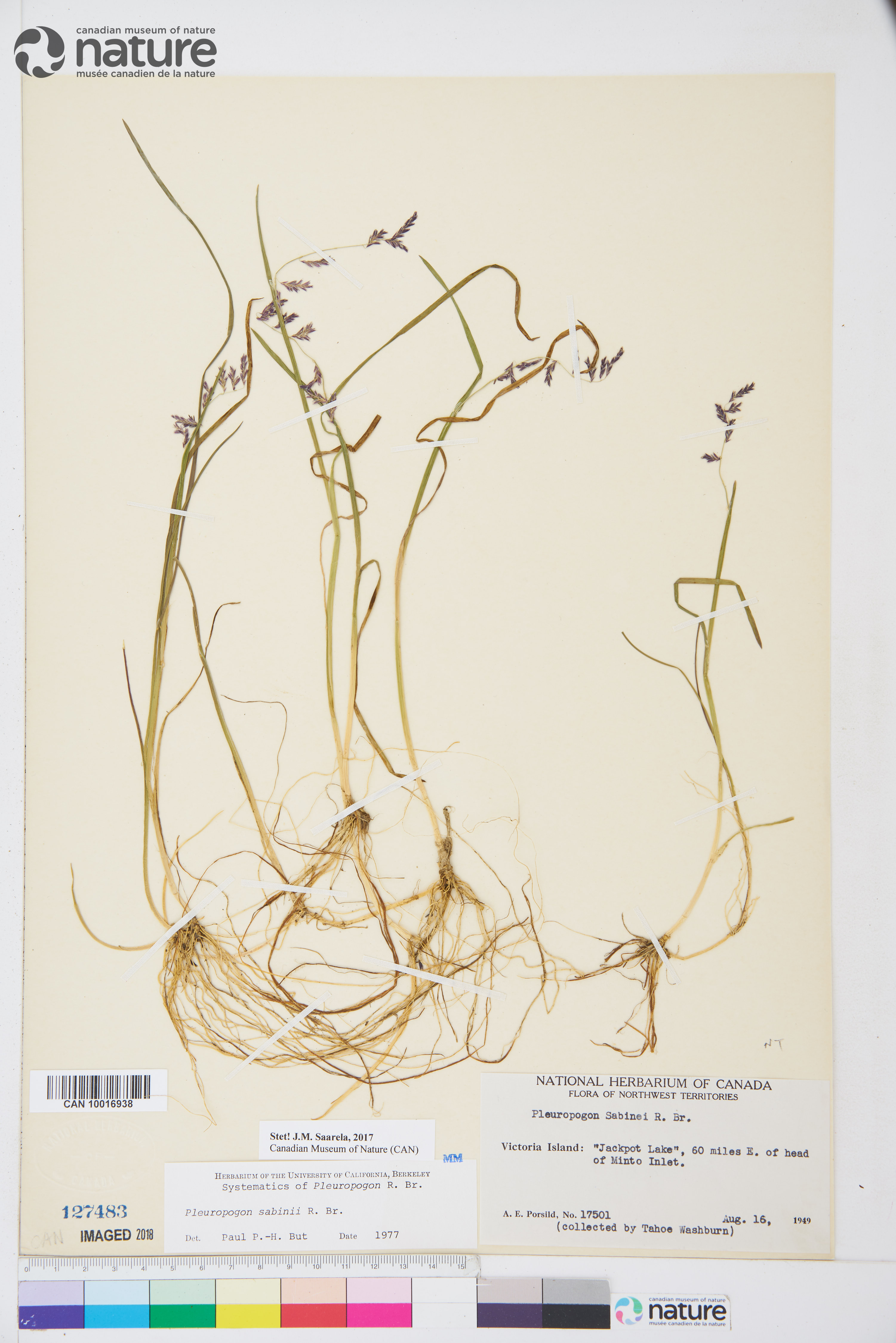 Pleuropogon image