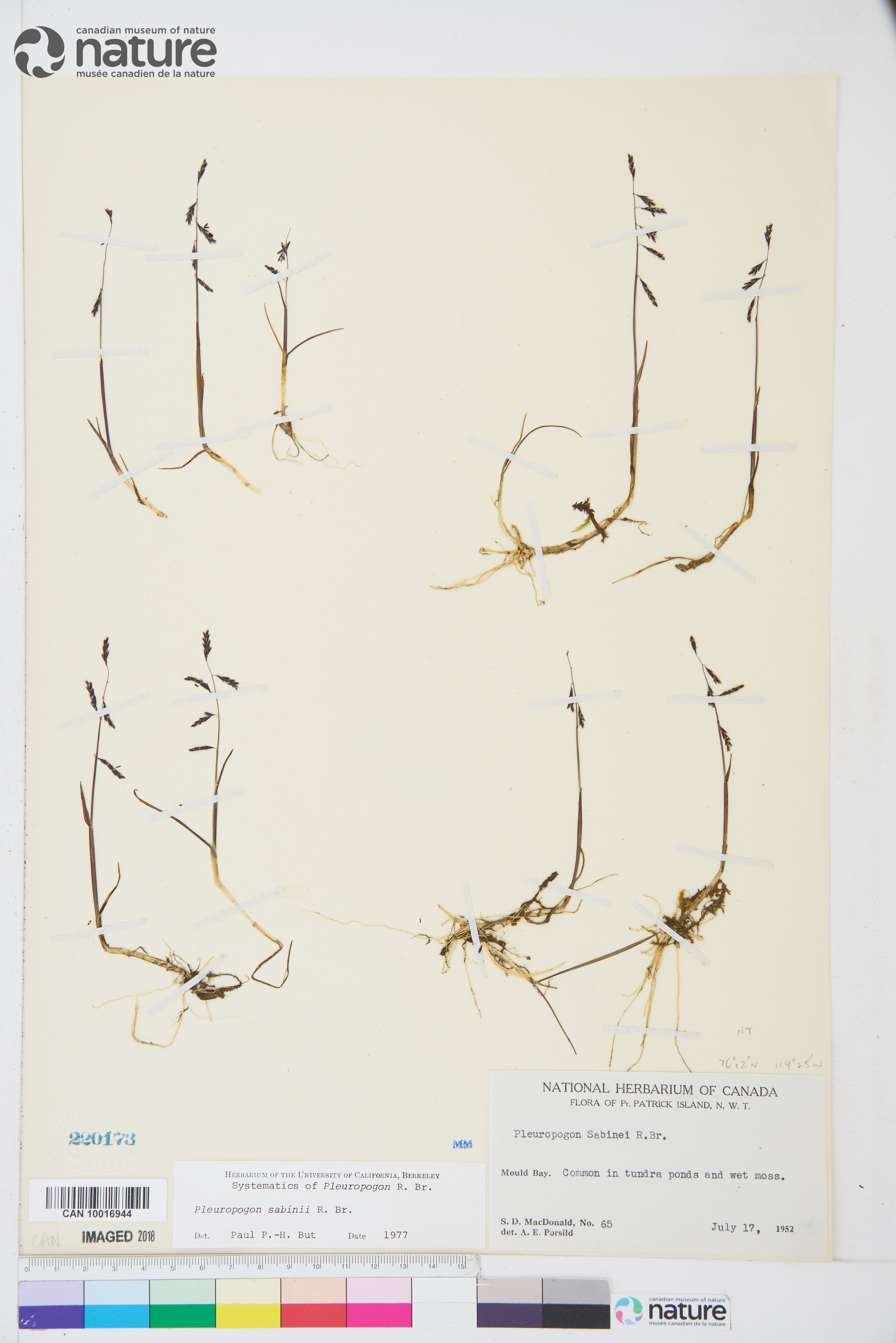 Pleuropogon sabinei image