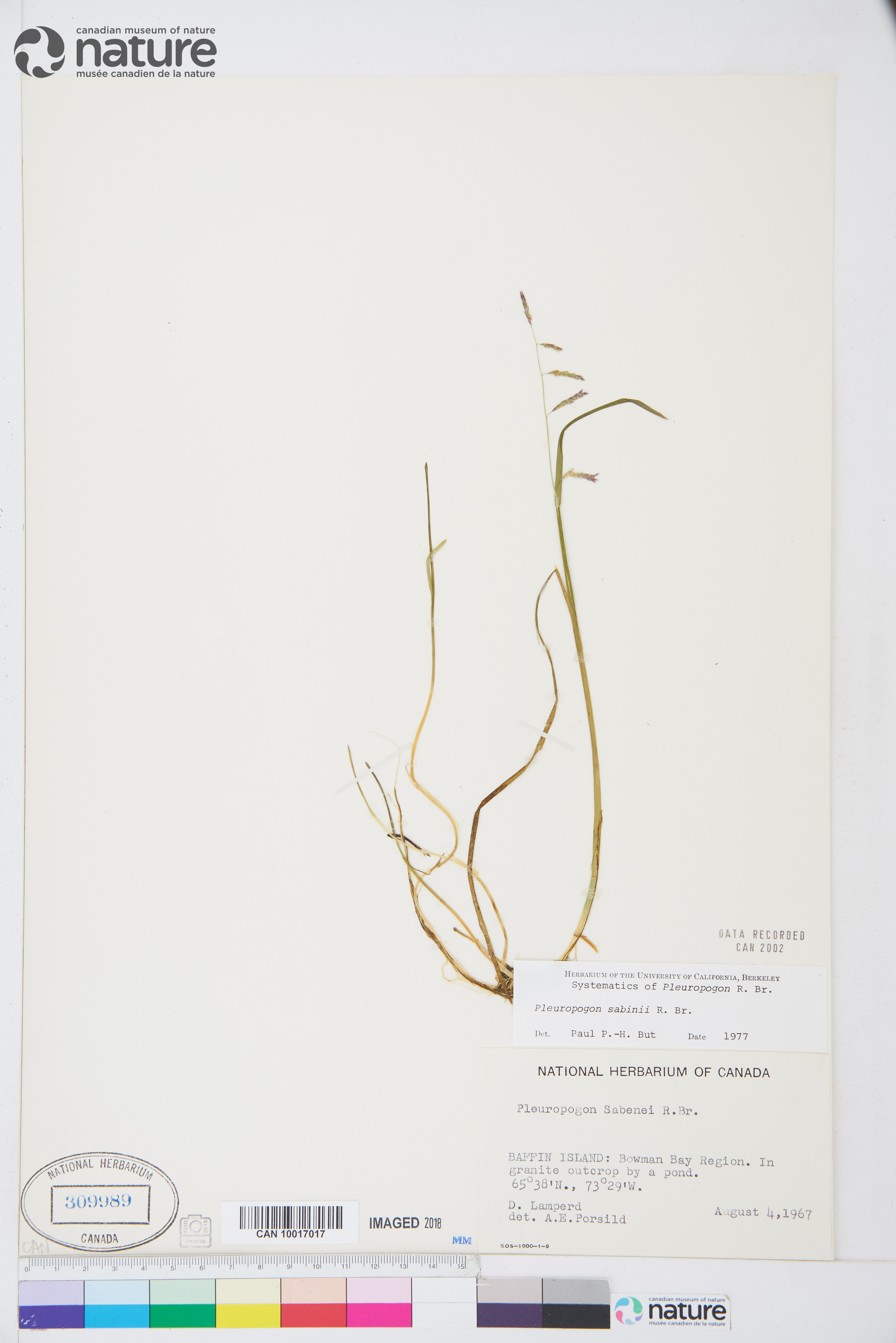 Pleuropogon sabinei image