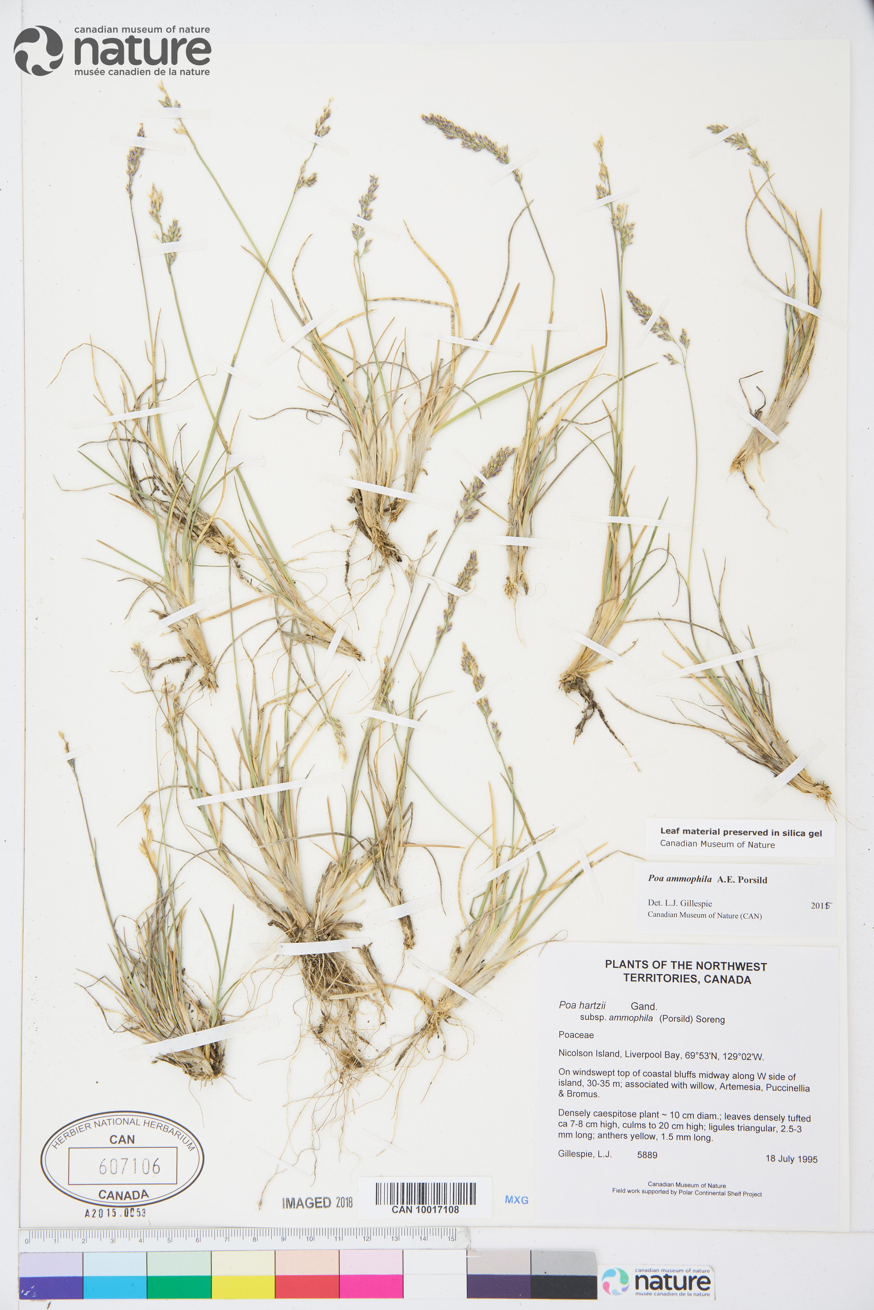 Poa ammophila image