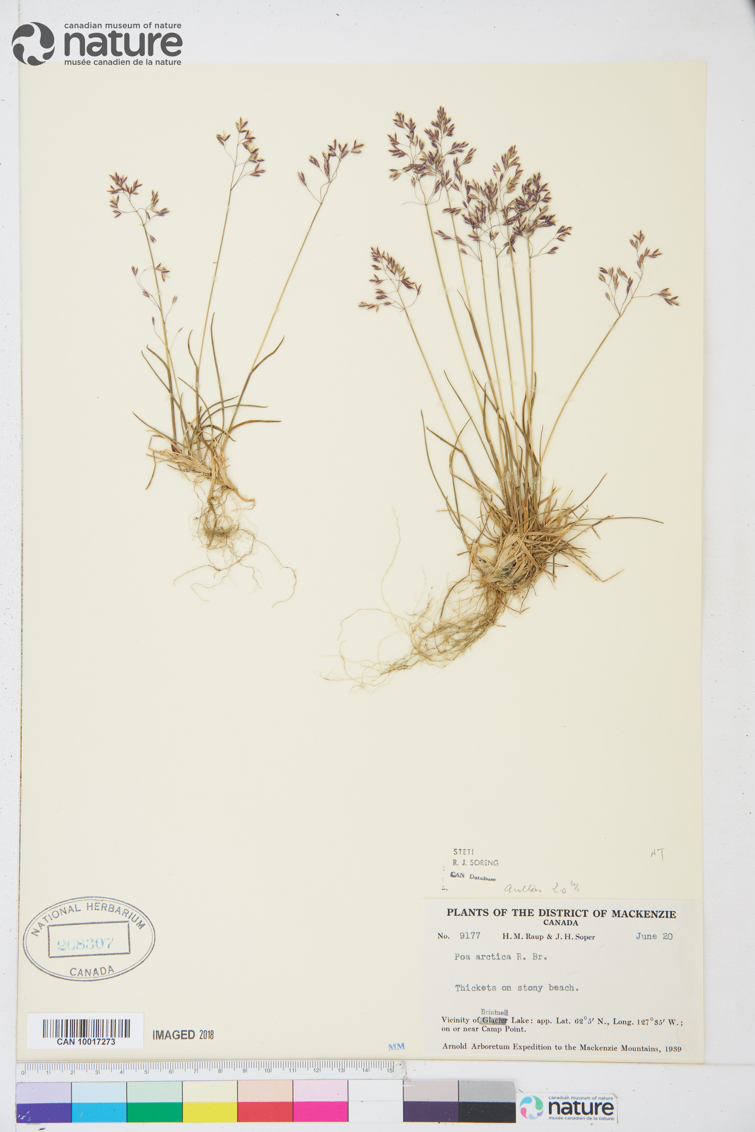 Poa arctica image