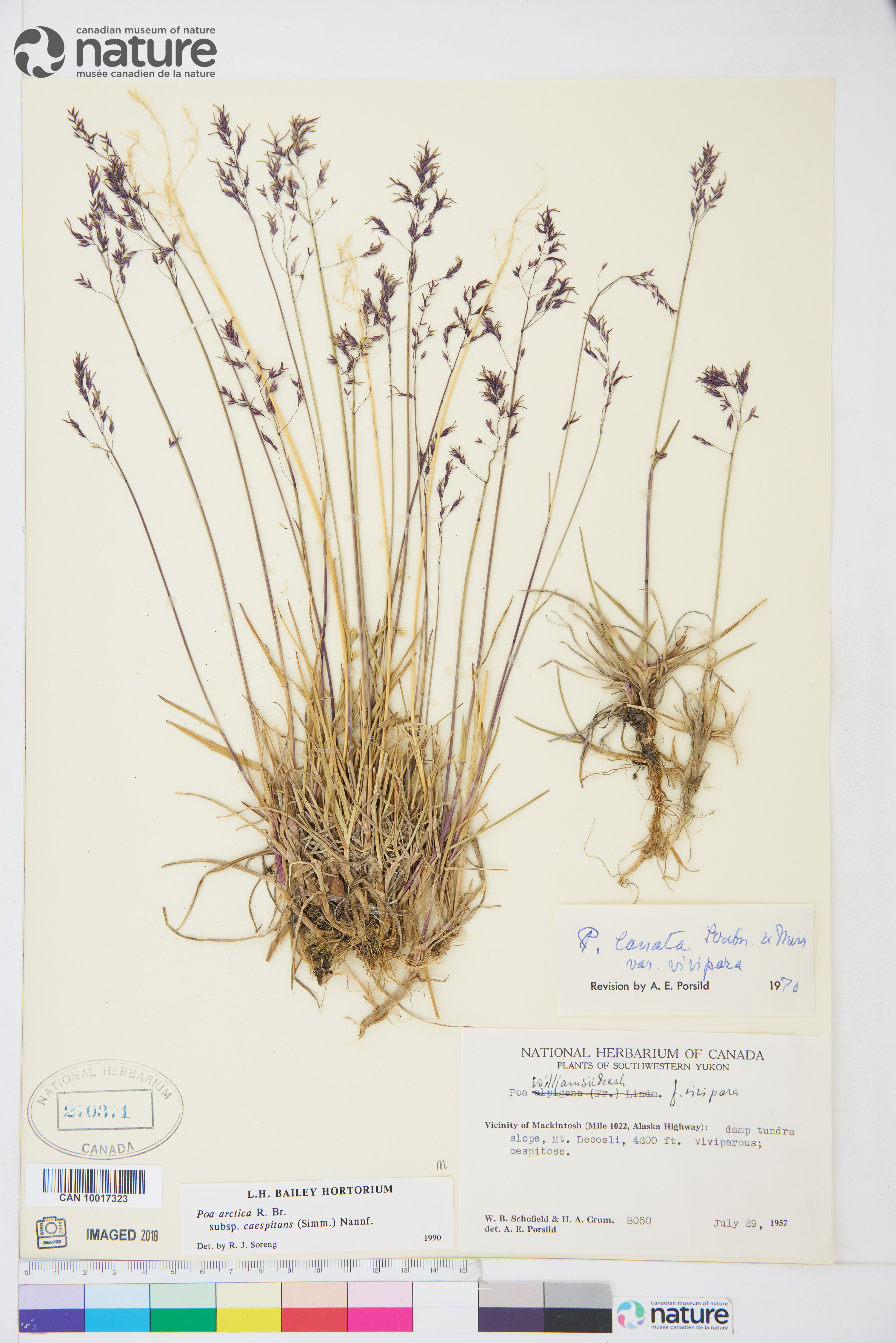 Poa arctica image