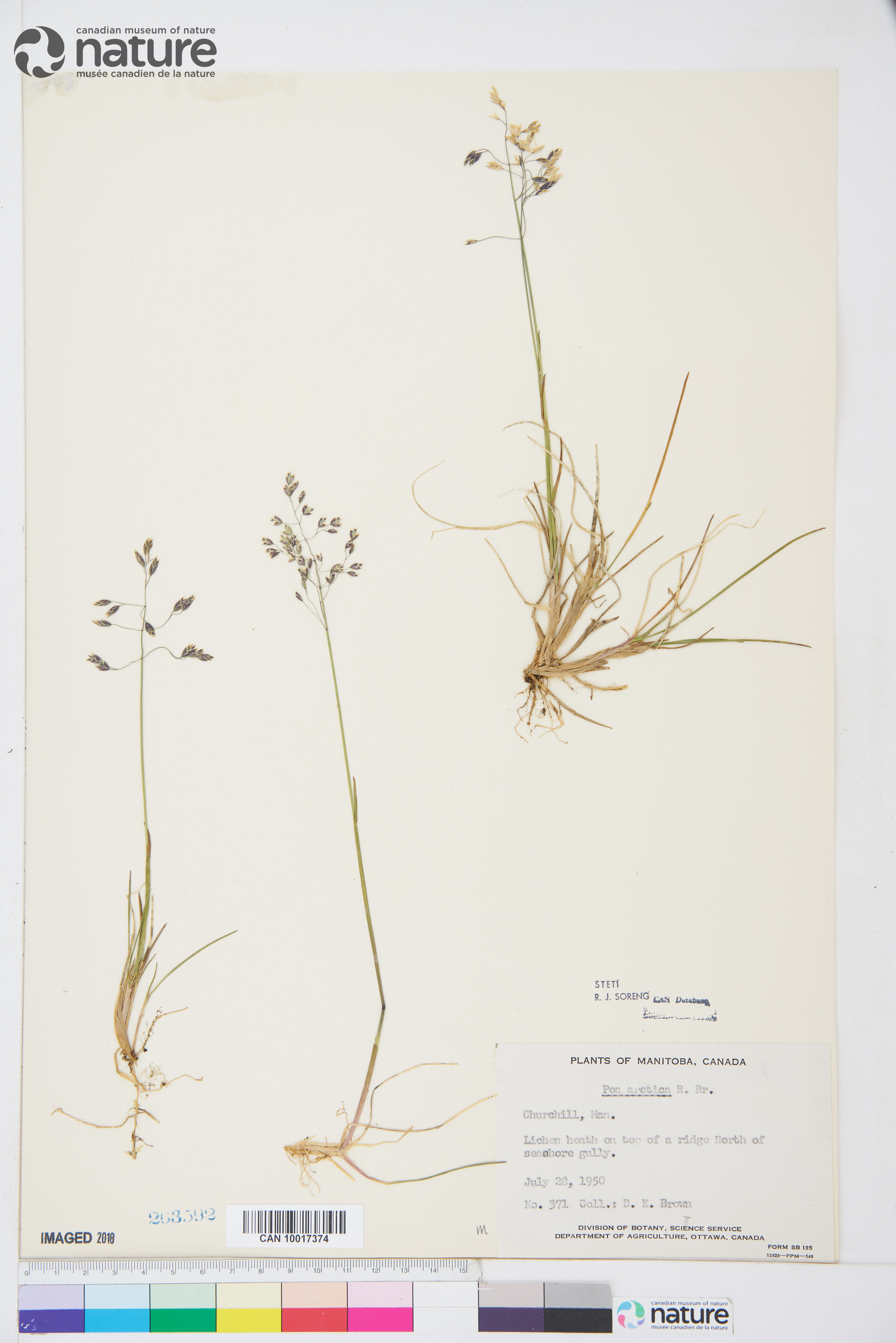 Poa arctica image