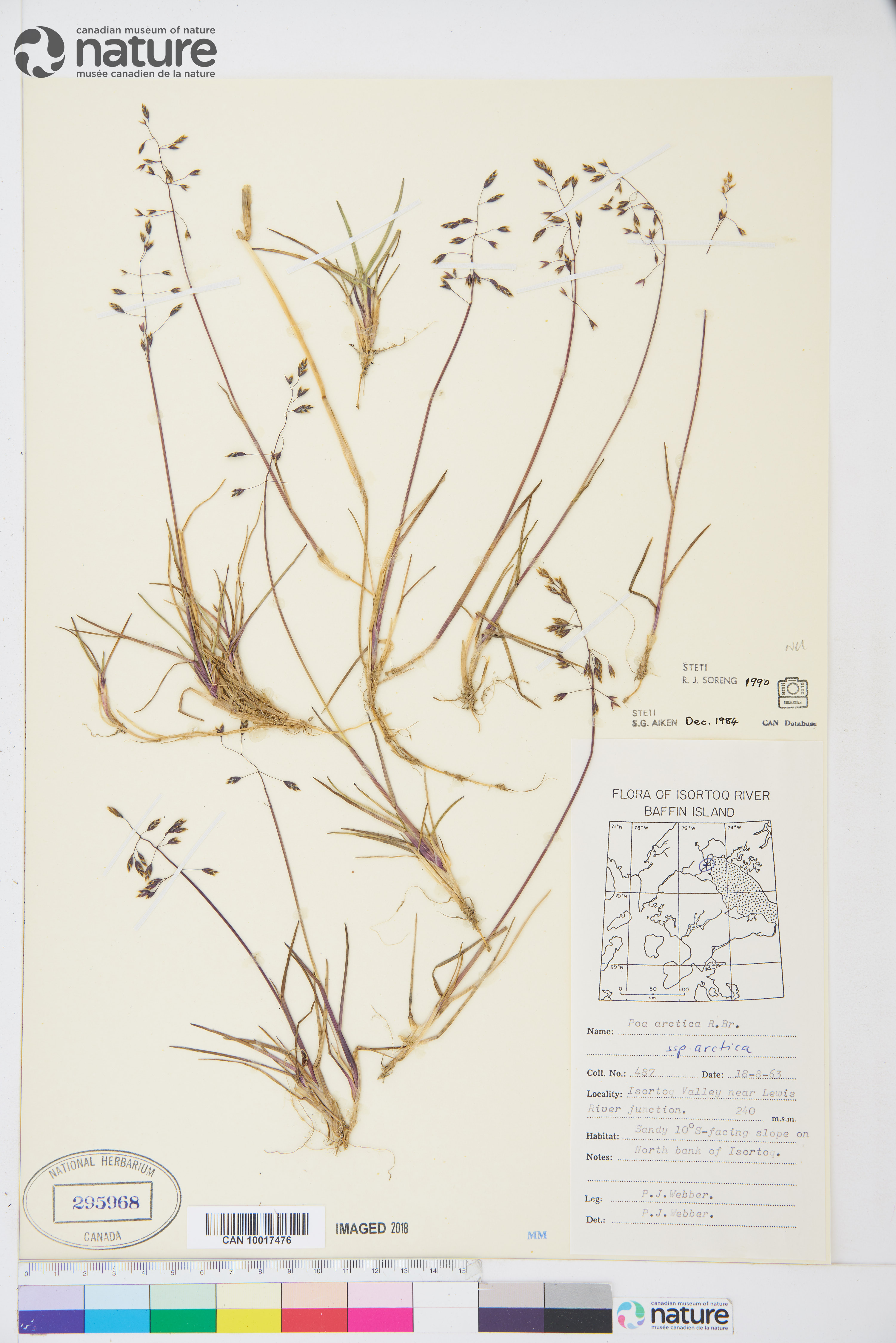 Poa arctica image