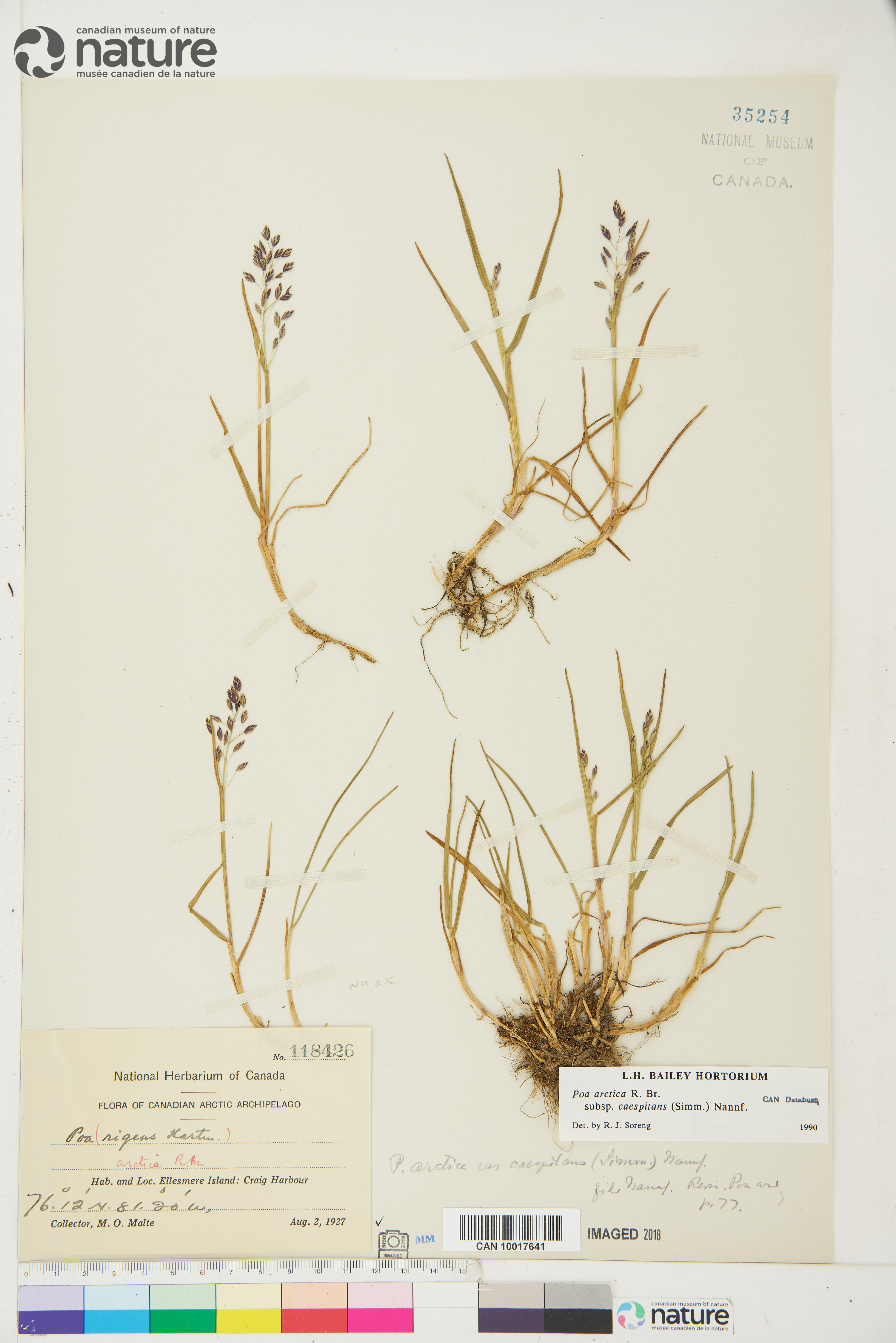 Poa arctica subsp. caespitans image