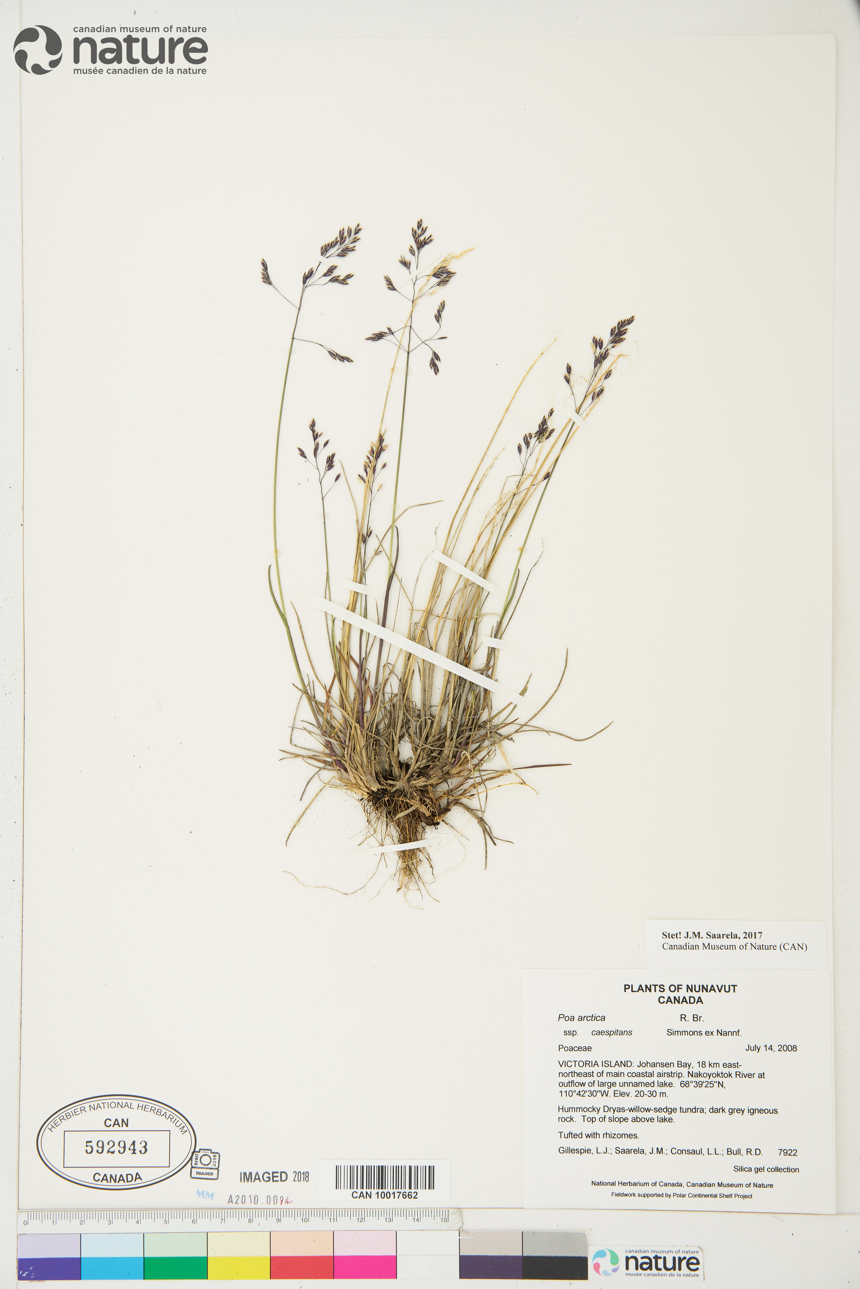 Poa arctica subsp. caespitans image