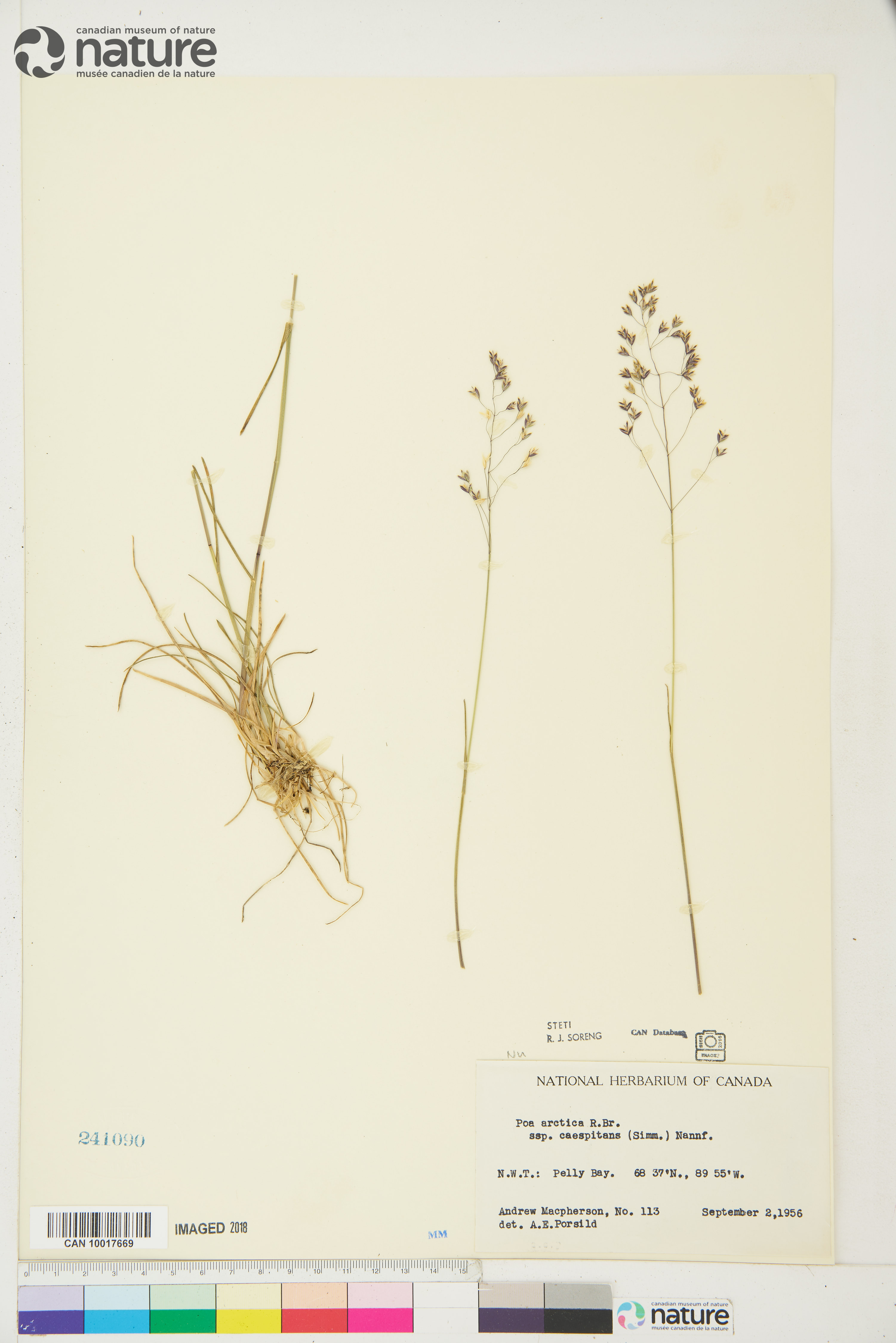 Poa arctica subsp. caespitans image
