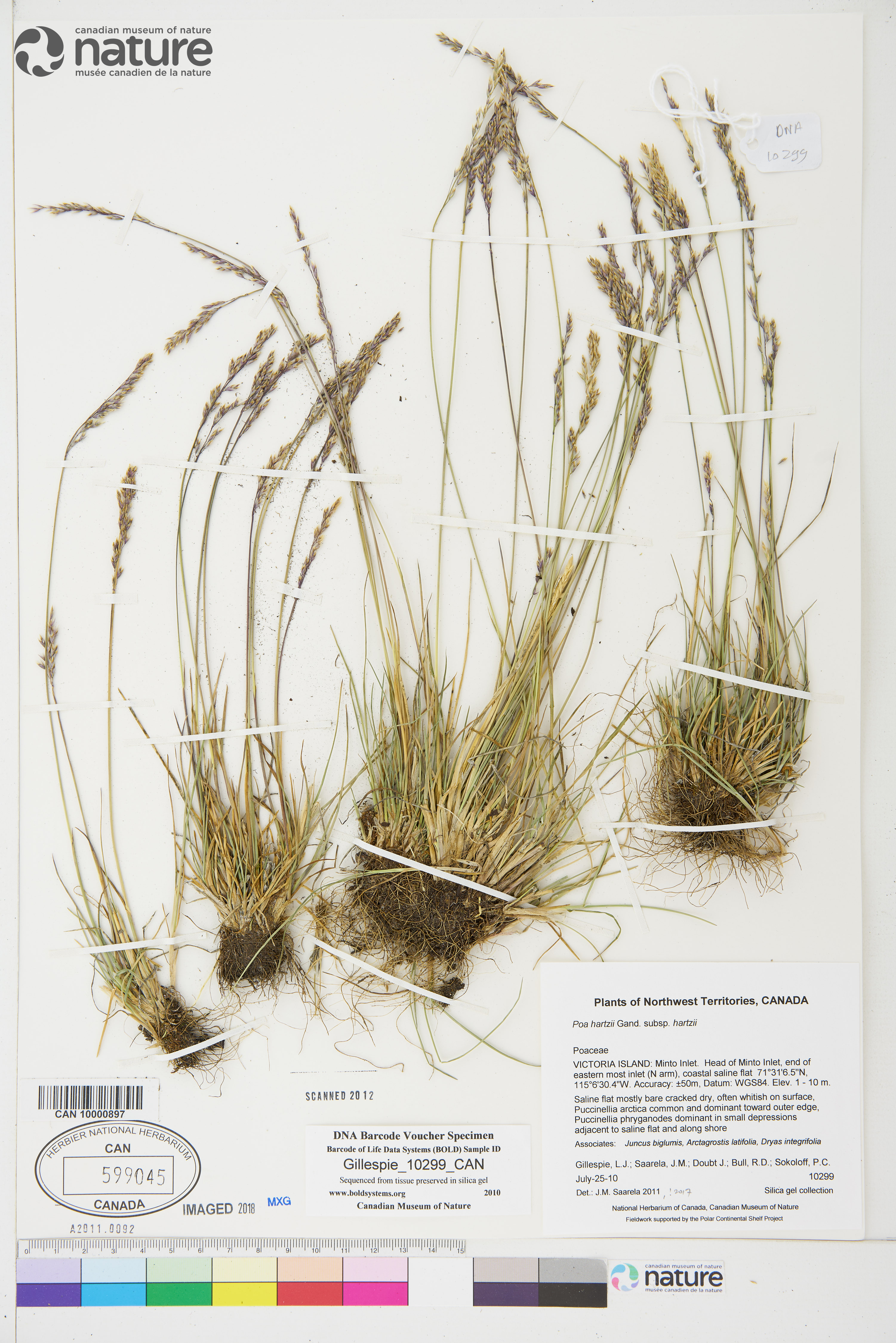 Poa hartzii image