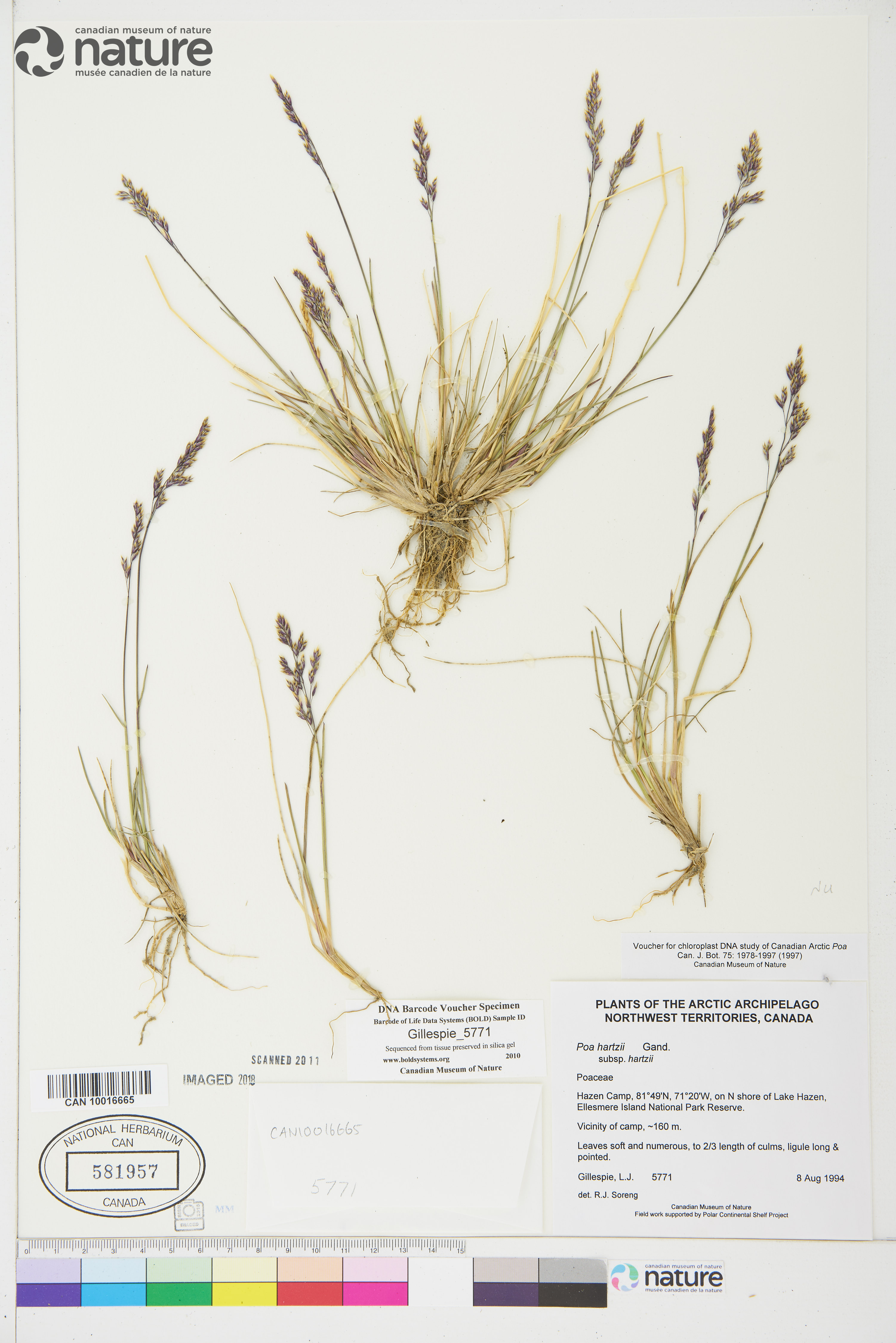 Poa hartzii subsp. hartzii image