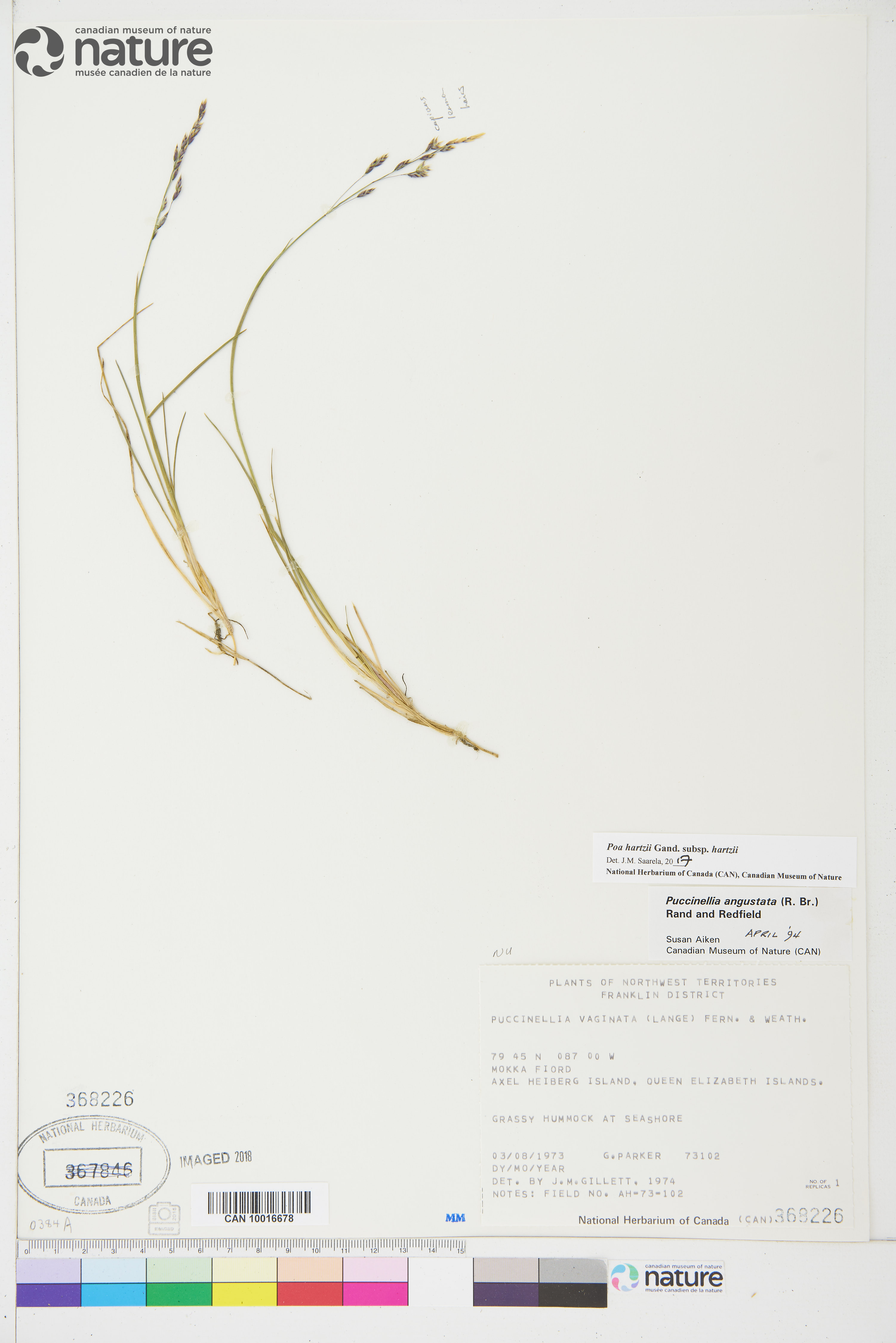 Poa hartzii subsp. hartzii image
