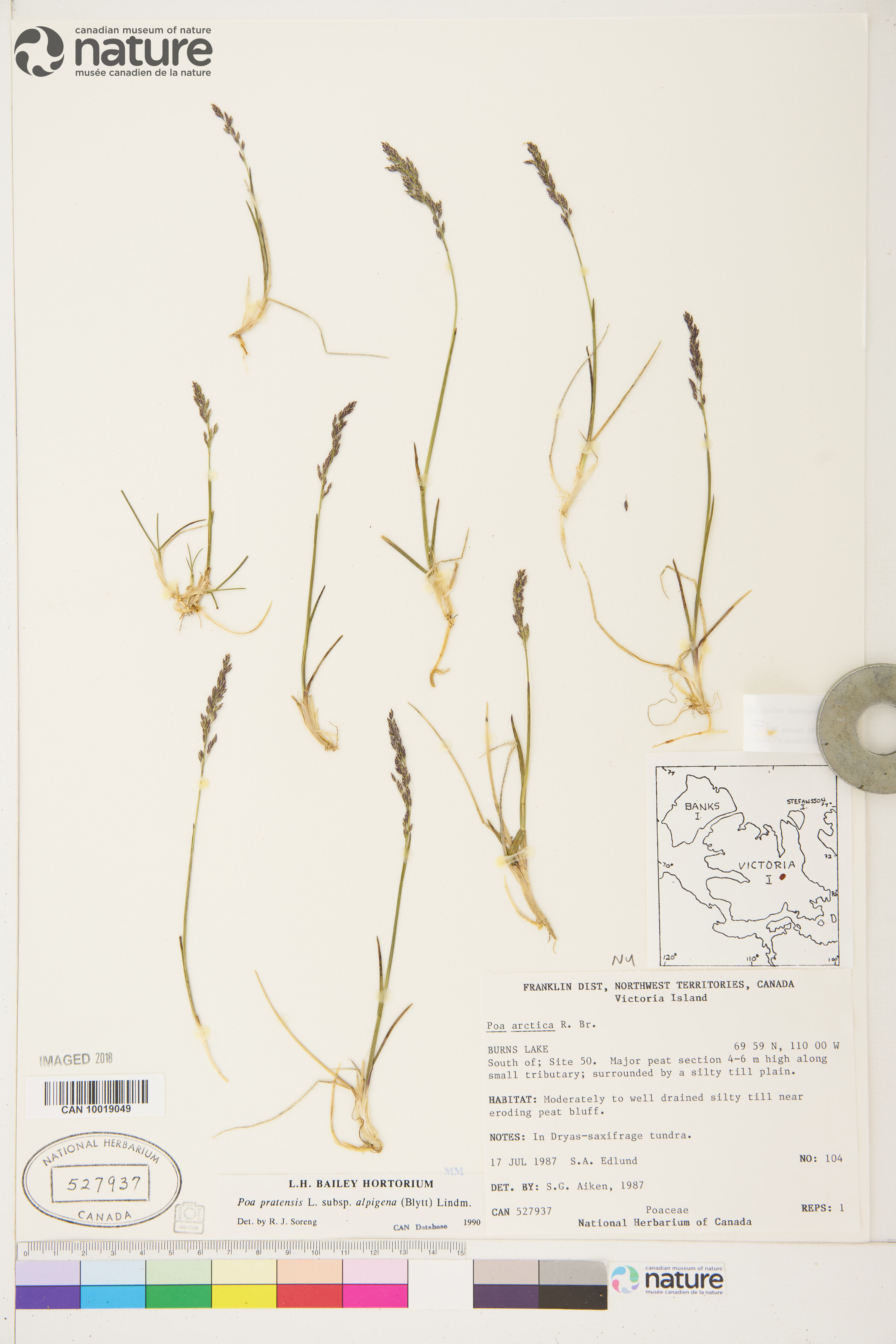 Poa pratensis subsp. alpigena image