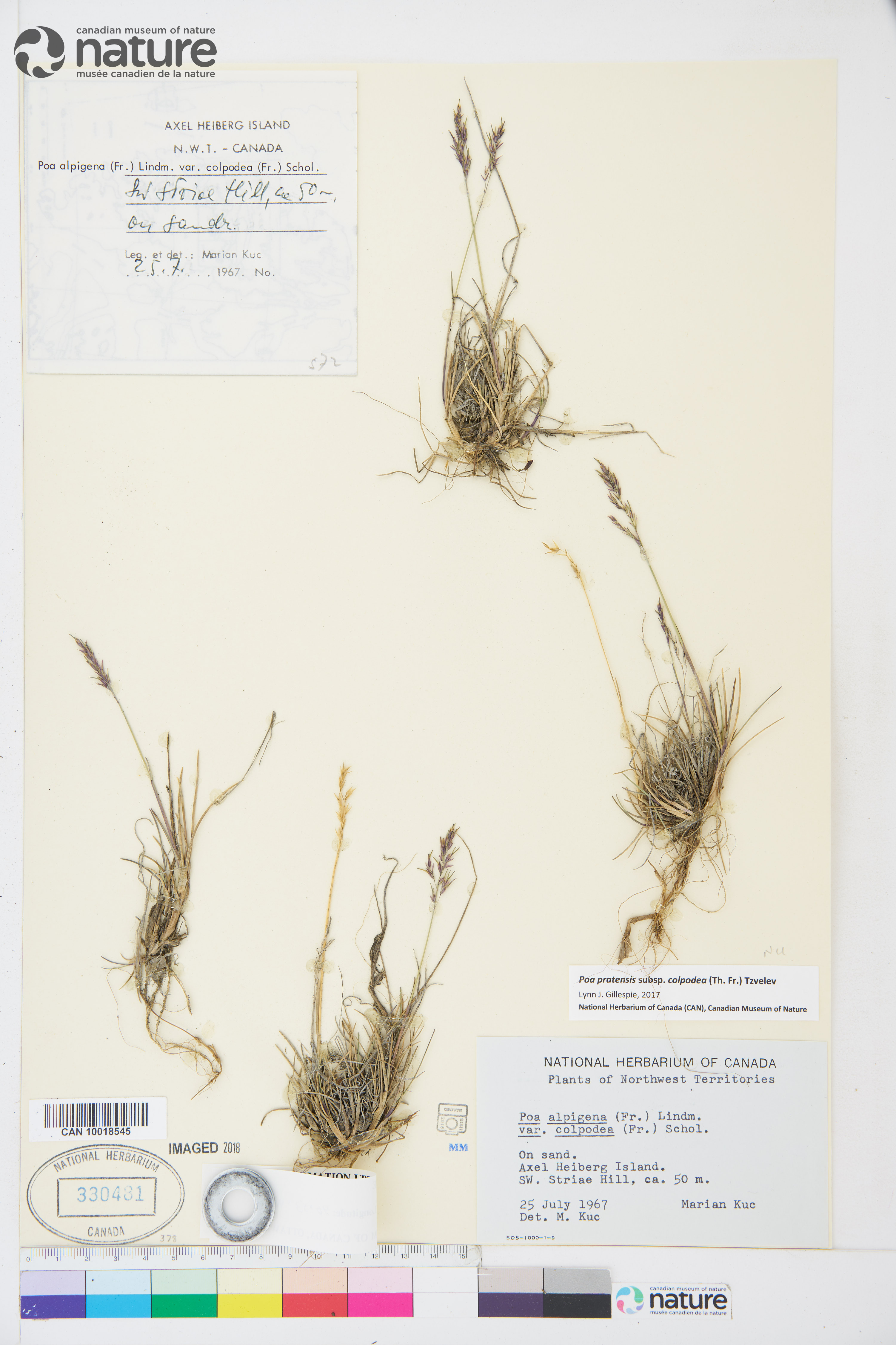 Poa pratensis subsp. colpodea image