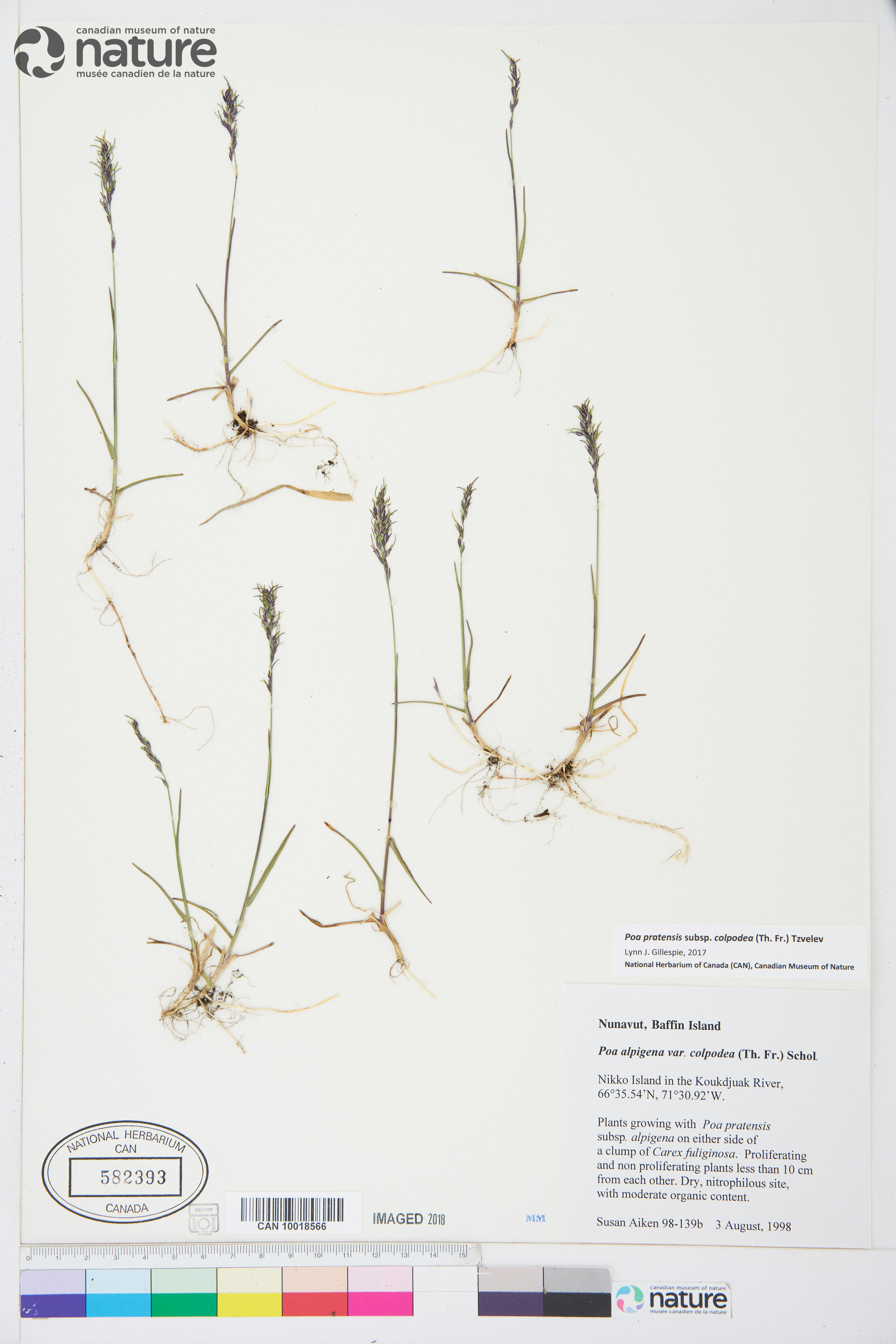 Poa pratensis subsp. colpodea image