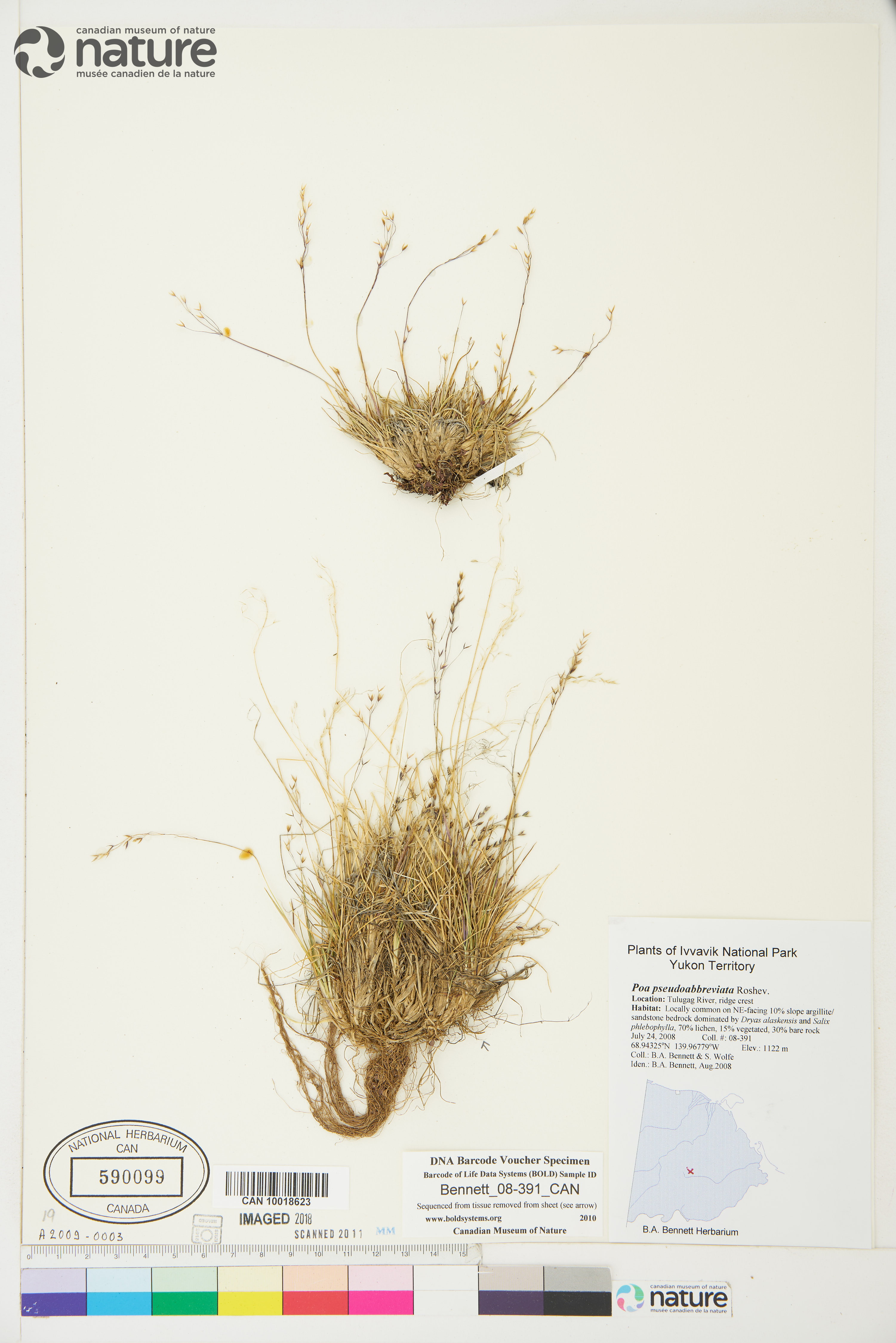 Poa pseudoabbreviata image