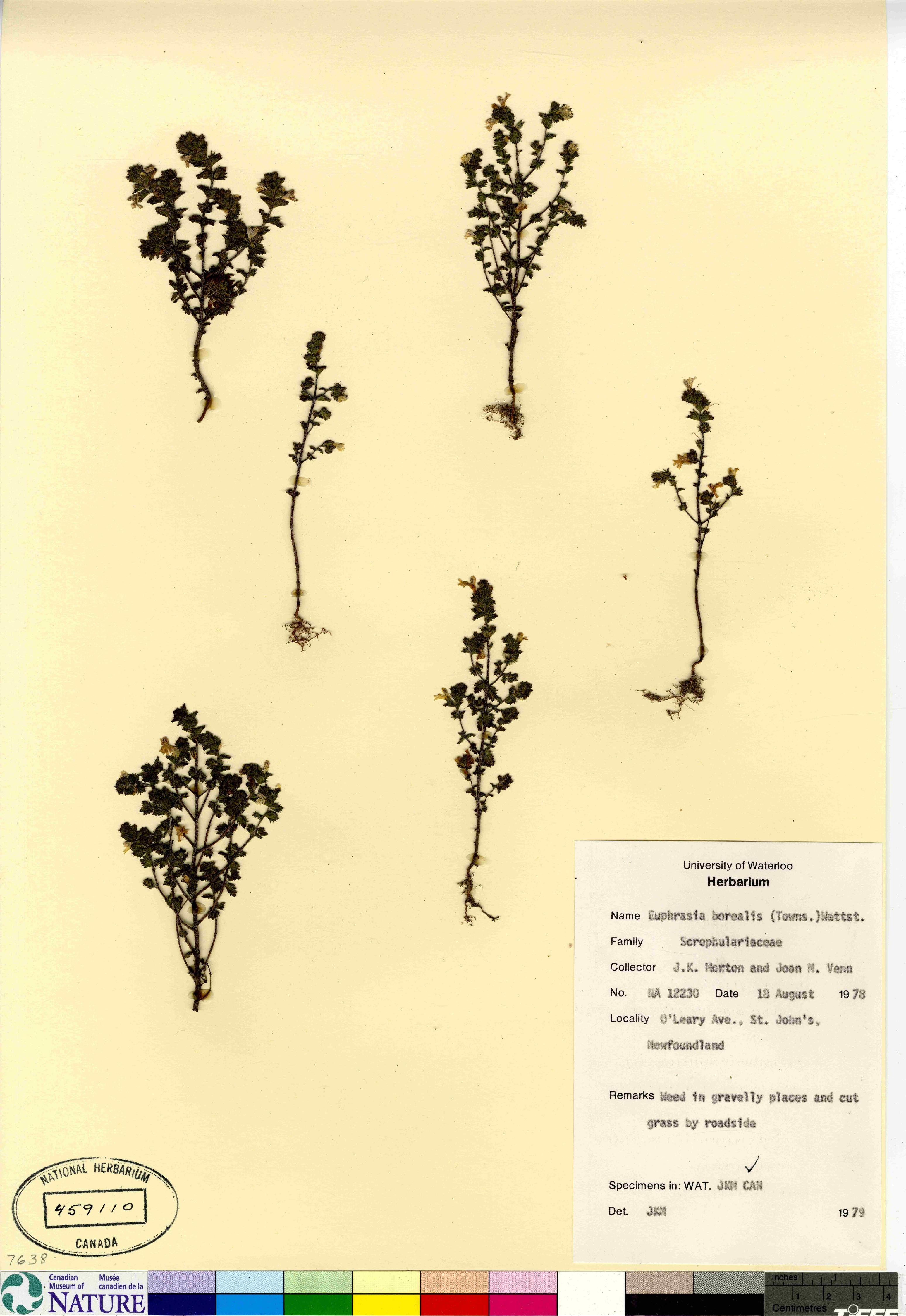 Euphrasia arctica subsp. borealis image