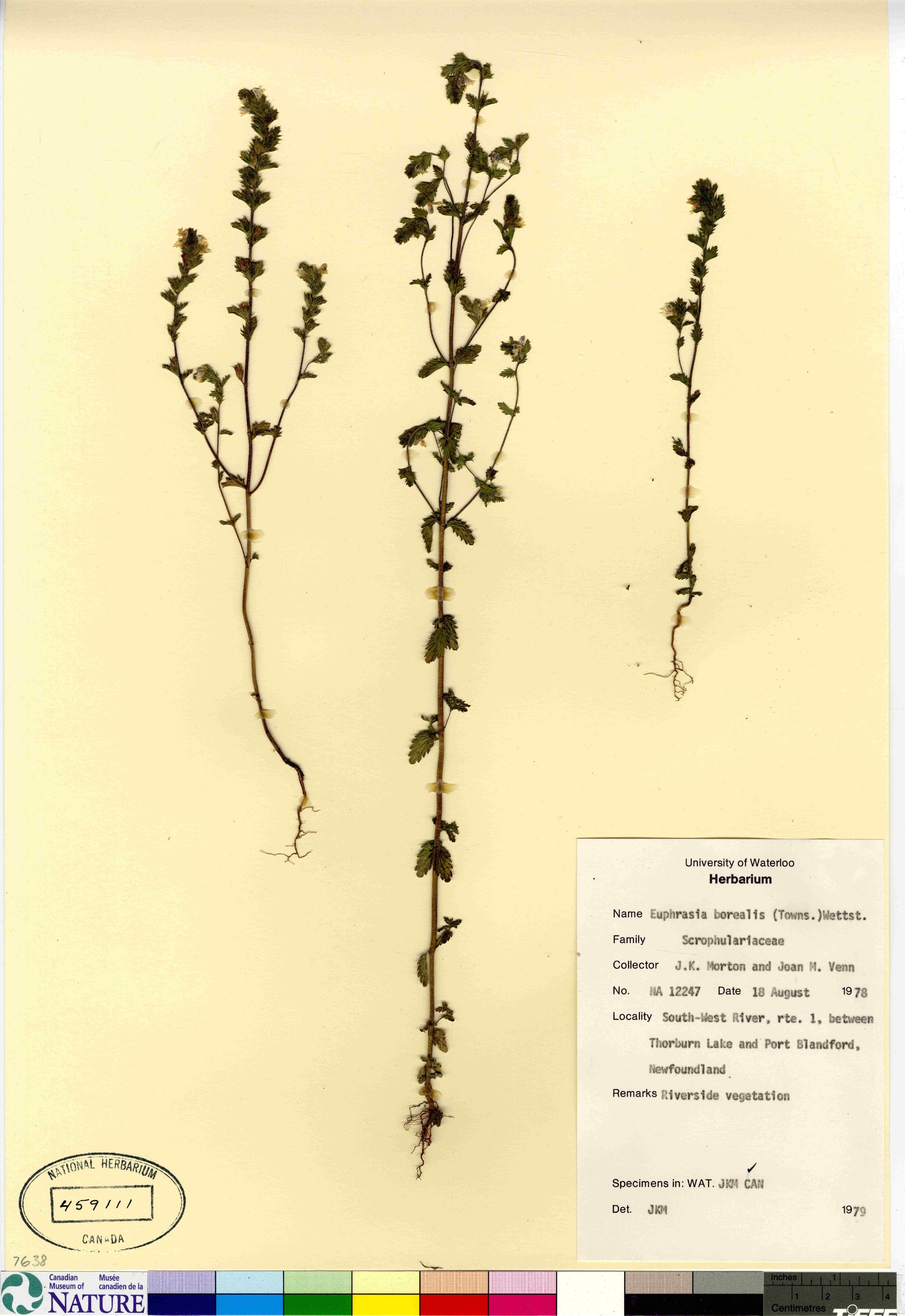 Euphrasia arctica subsp. borealis image