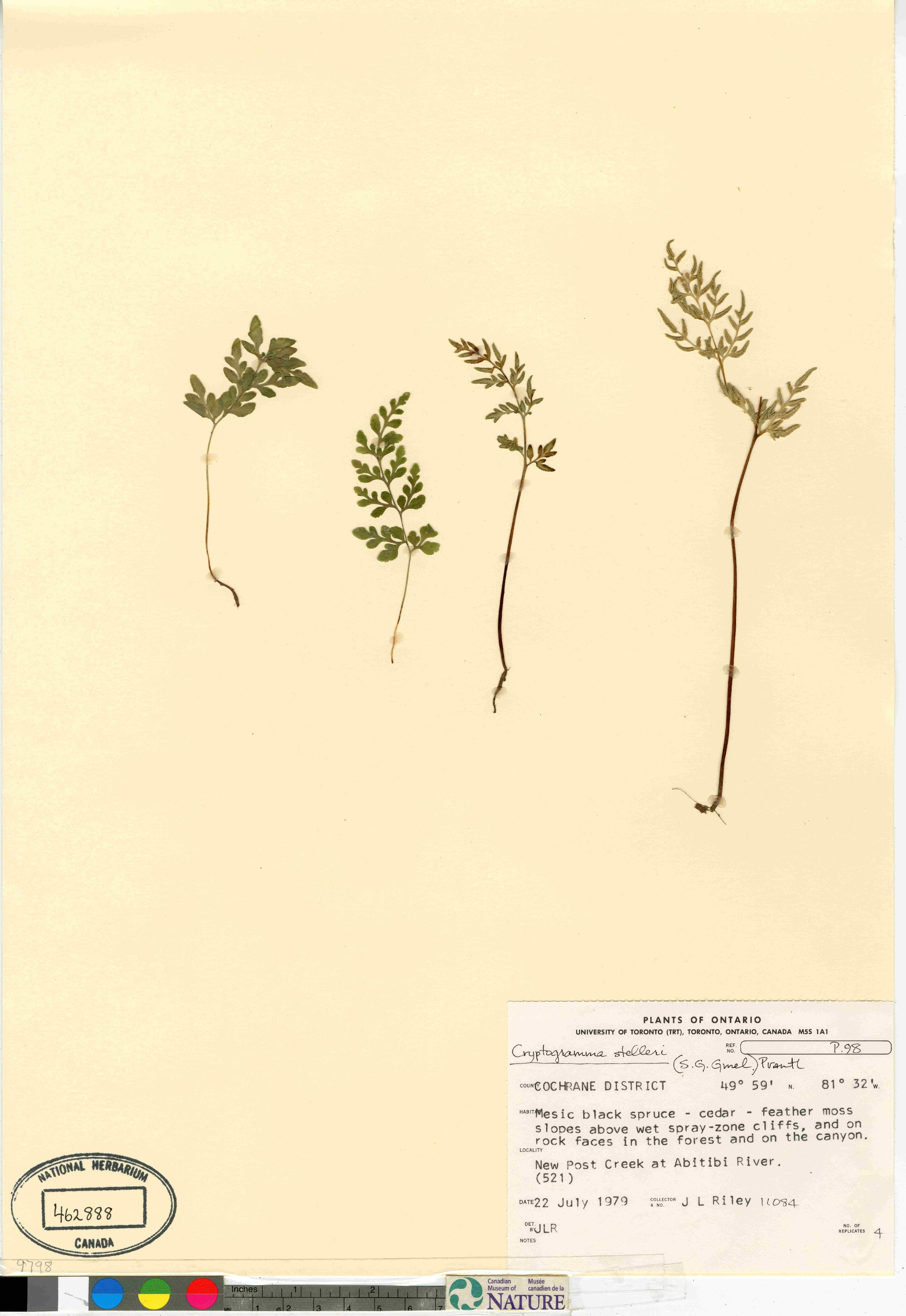 Cryptogramma stelleri image
