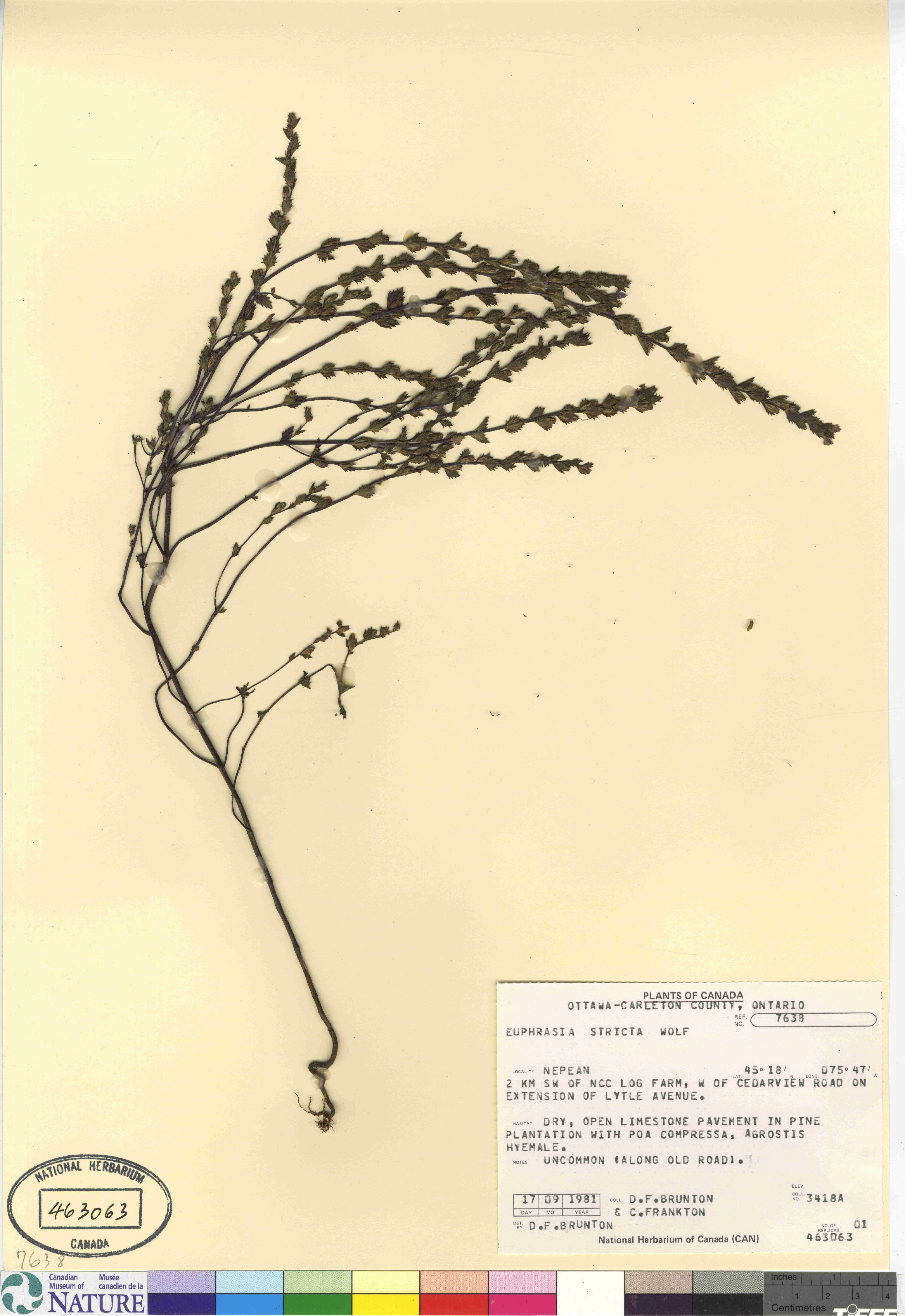 Euphrasia stricta image