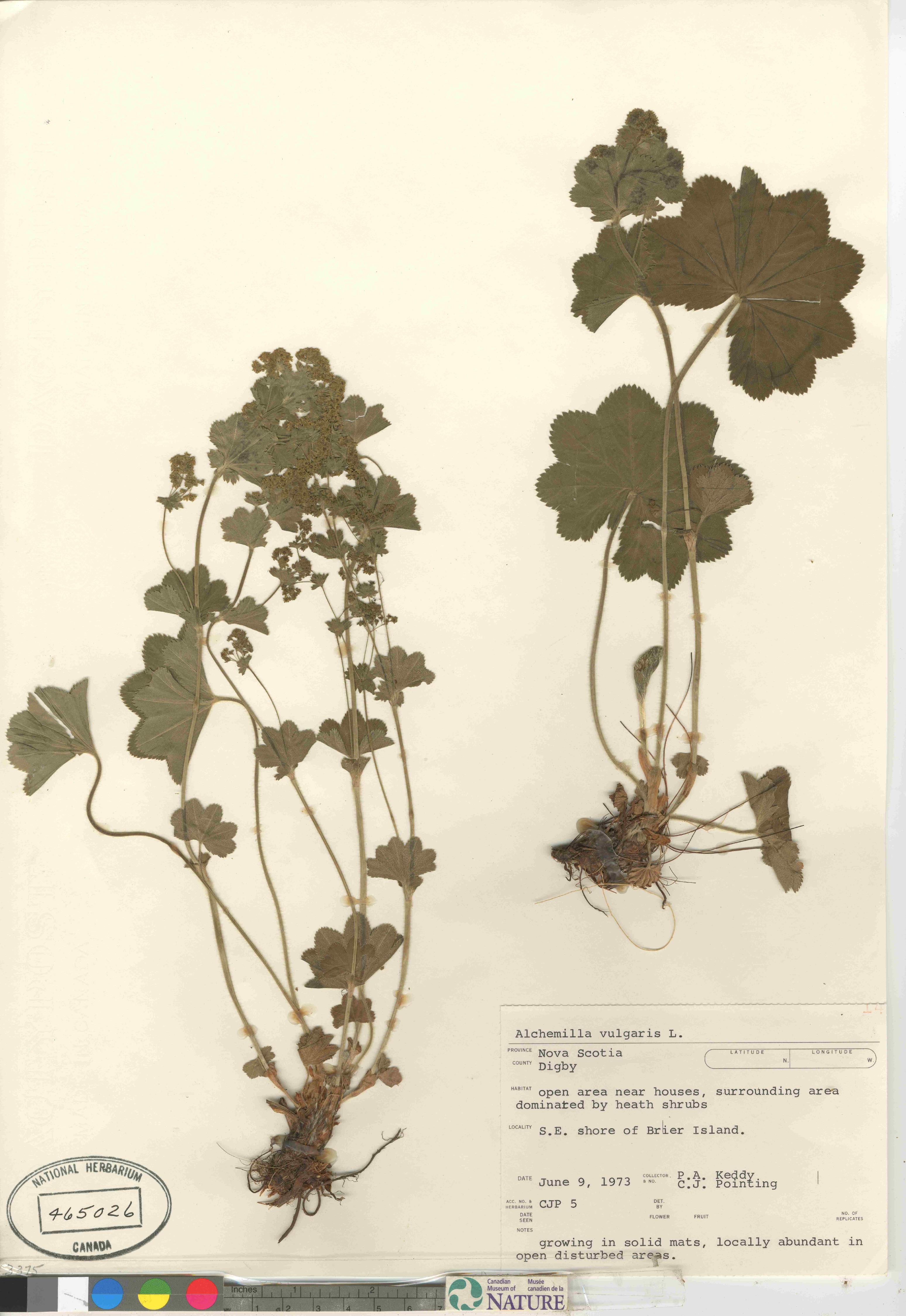 Alchemilla xanthochlora image